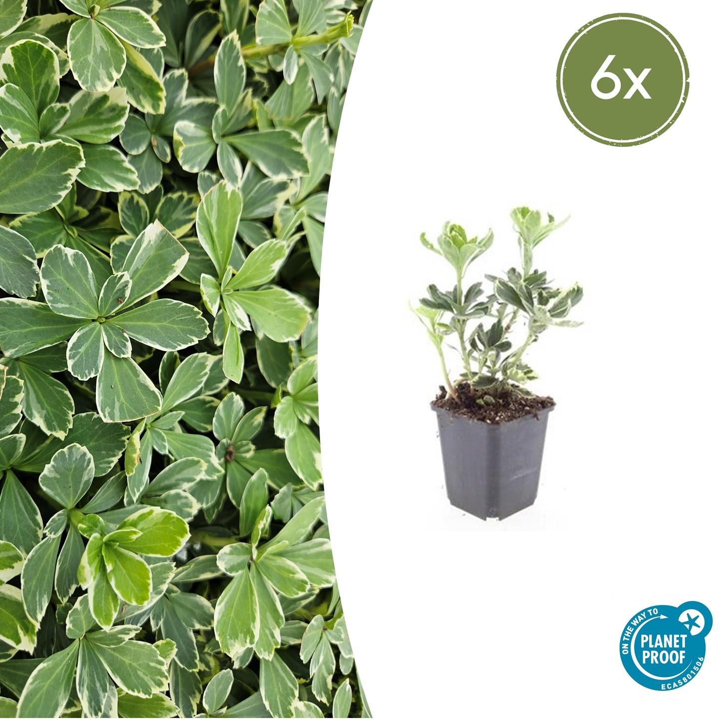 Schattengrün Pachysandra terminalis 'Variegata' – ↕10-25cm – Ø9cm – 6 Pflanzen – Immergrüner Bodendecker – Cremeweiße Blätter – Pflegeleicht & Winterhart