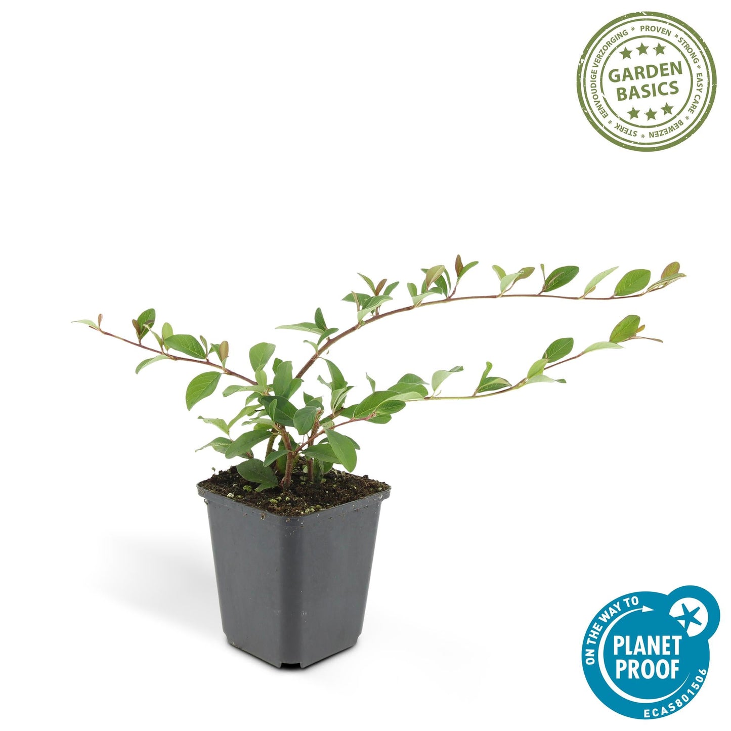 Cotoneaster dammeri 'Major' – Winterharter Bodendecker – 24 Pflanzen – ↕25cm – Ø9cm – Flachwachsend & pflegeleicht