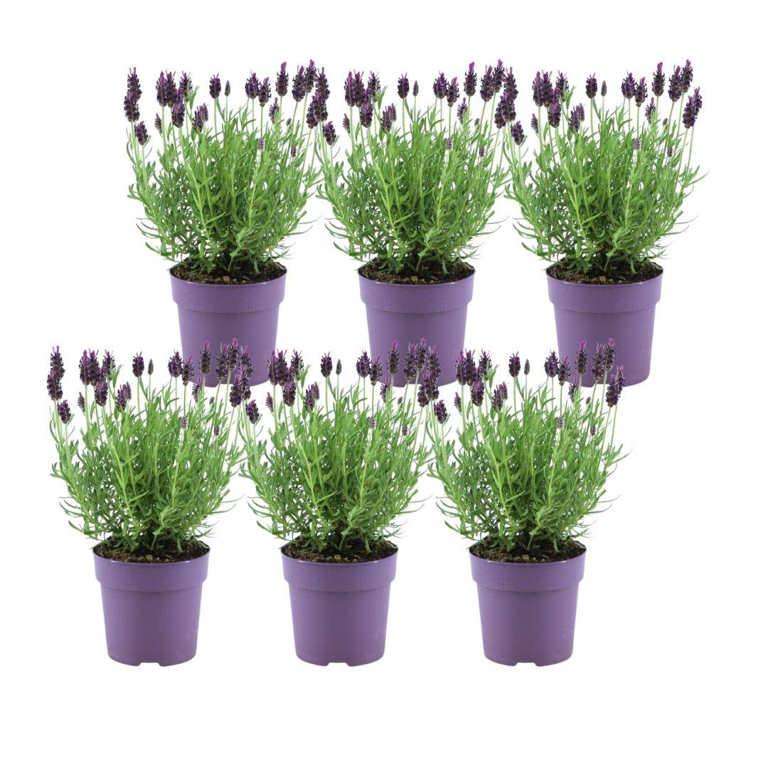 Echter Lavendel Lavandula stoechas Anouk – 6 Pflanzen – Duftender Schopflavendel – Ø12 cm – Winterhart – Für Garten, Terrasse & Balkon