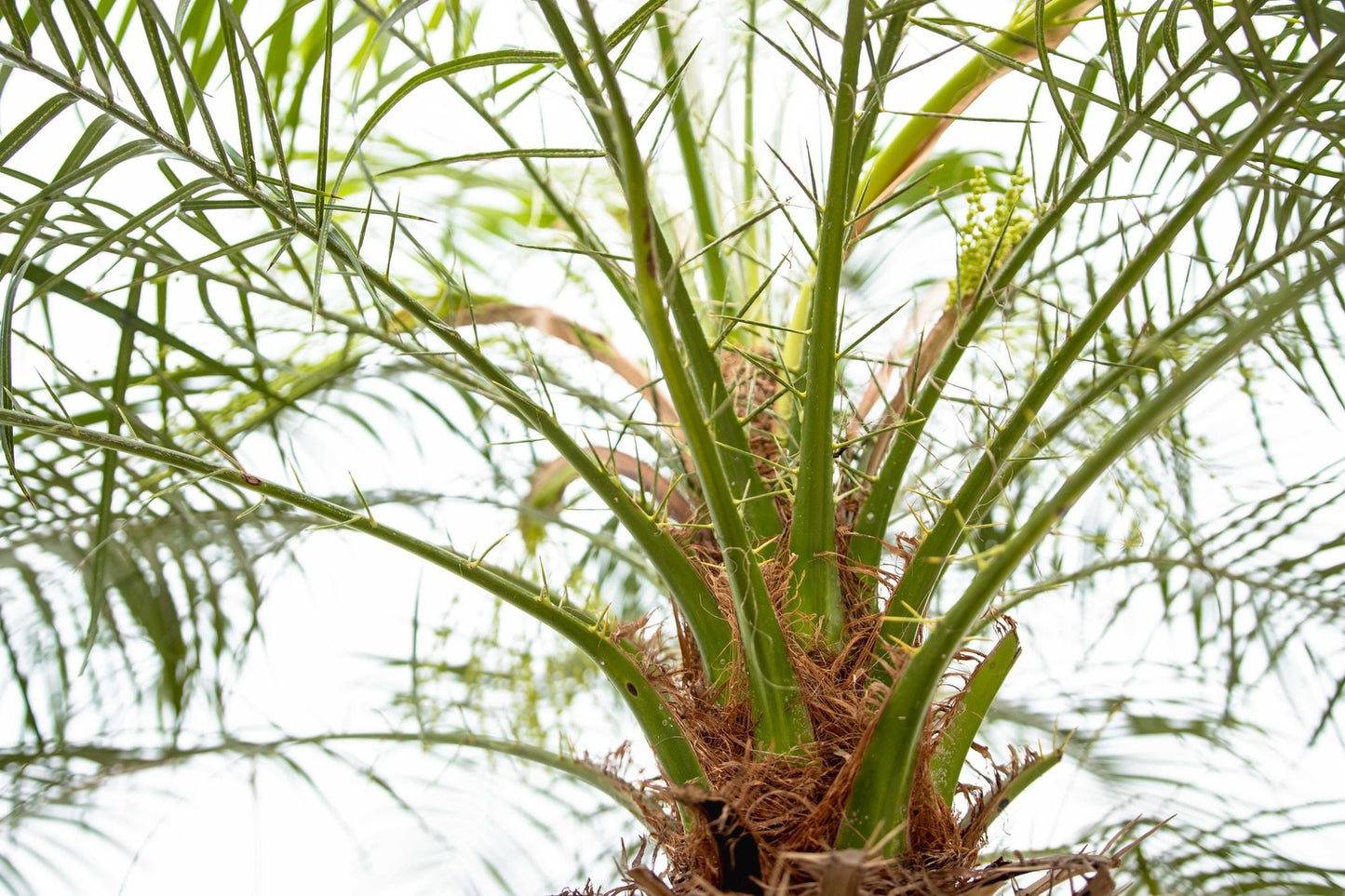 Phoenix Roebelenii auf Stiel - 190cm - 200cm