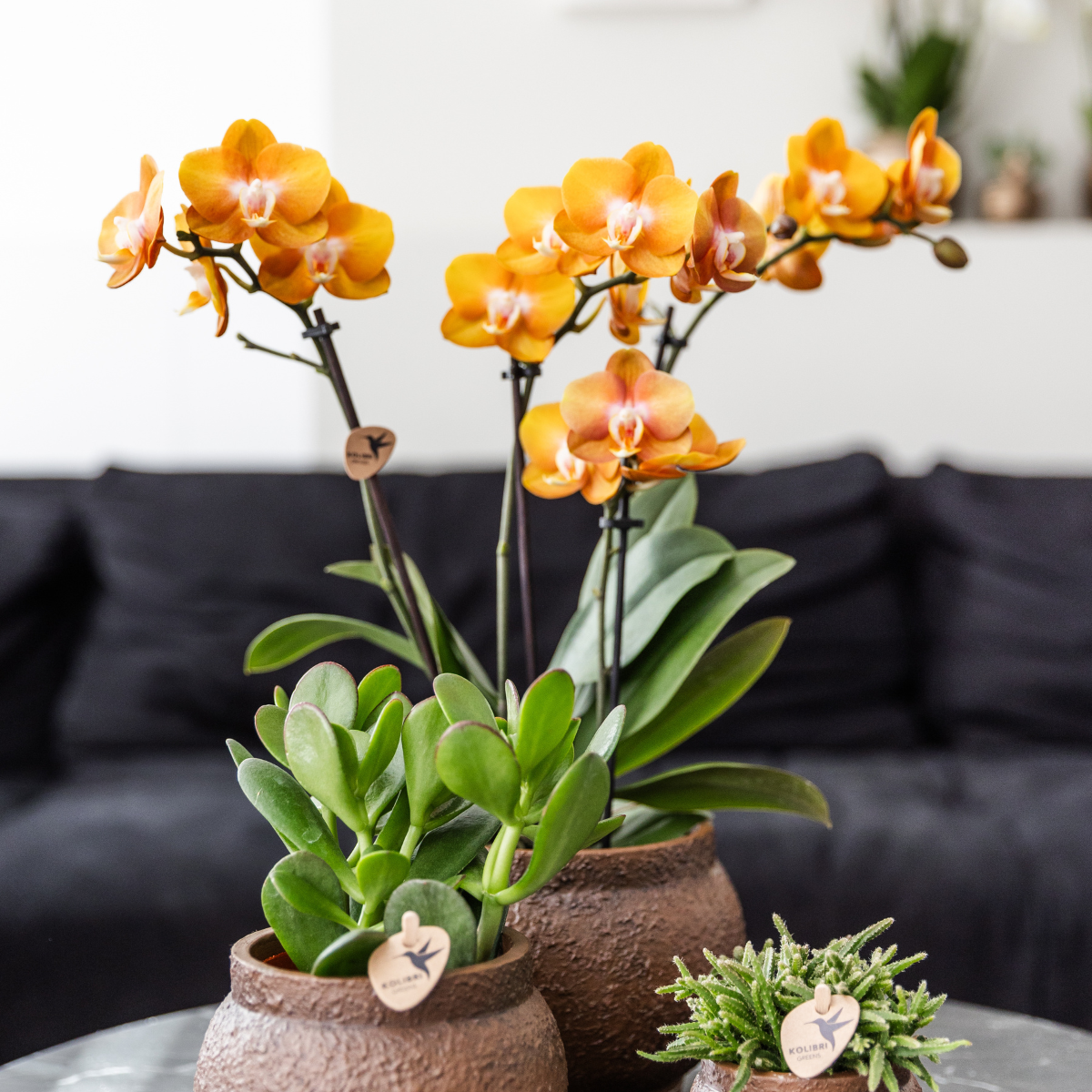Phalaenopsis-Orchidee - Las Vegas - Topfgröße Ø12cm - Zimmerpflanze - 2 Stück