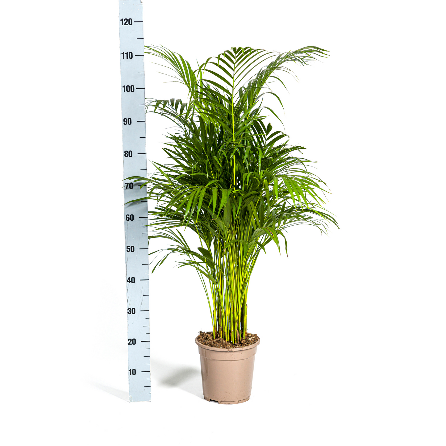 Dypsis Areca Lutescens mit Korb Ø21cm - ↕100 - 120cm