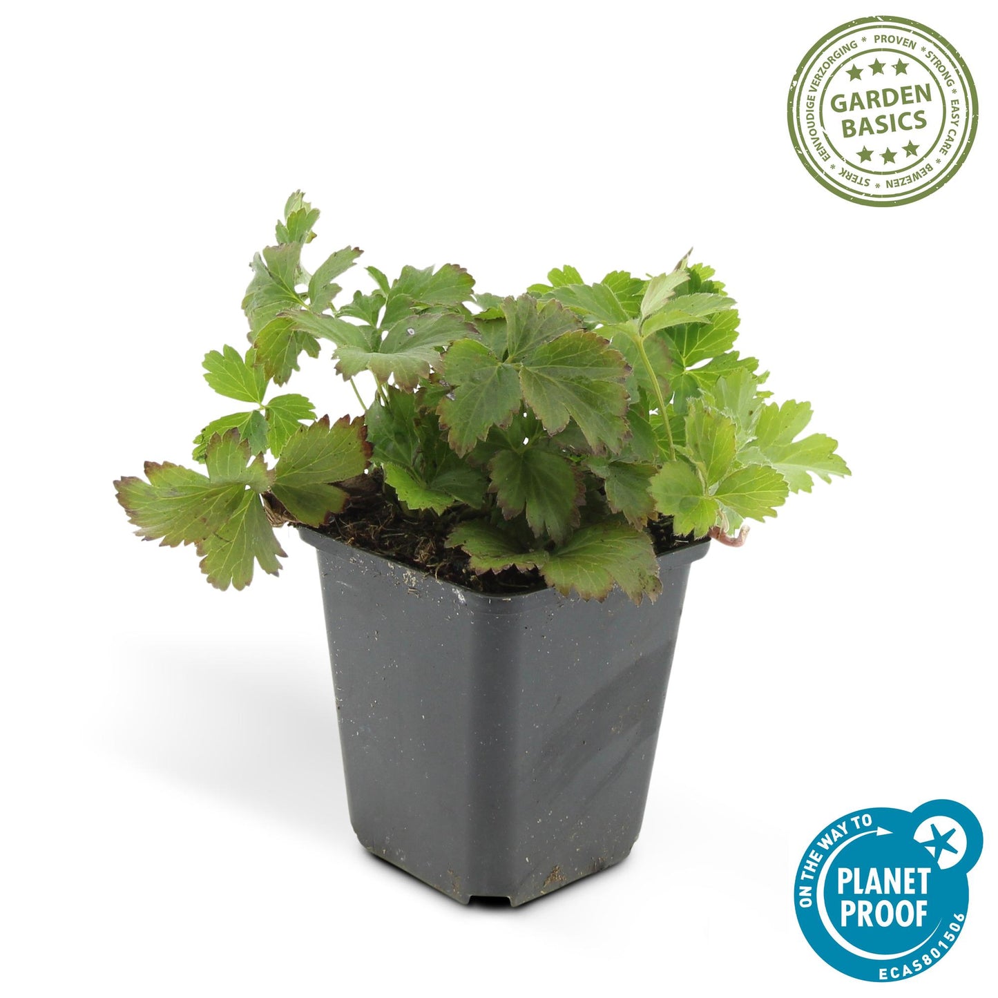 Waldsteinia ternata – Bodendecker Ø9cm – Höhe 10-25cm – Gelbe Blüten im Frühling – Pflegeleichte Gartenpflanze für Sonne & Schatten – 48 Pflanzen