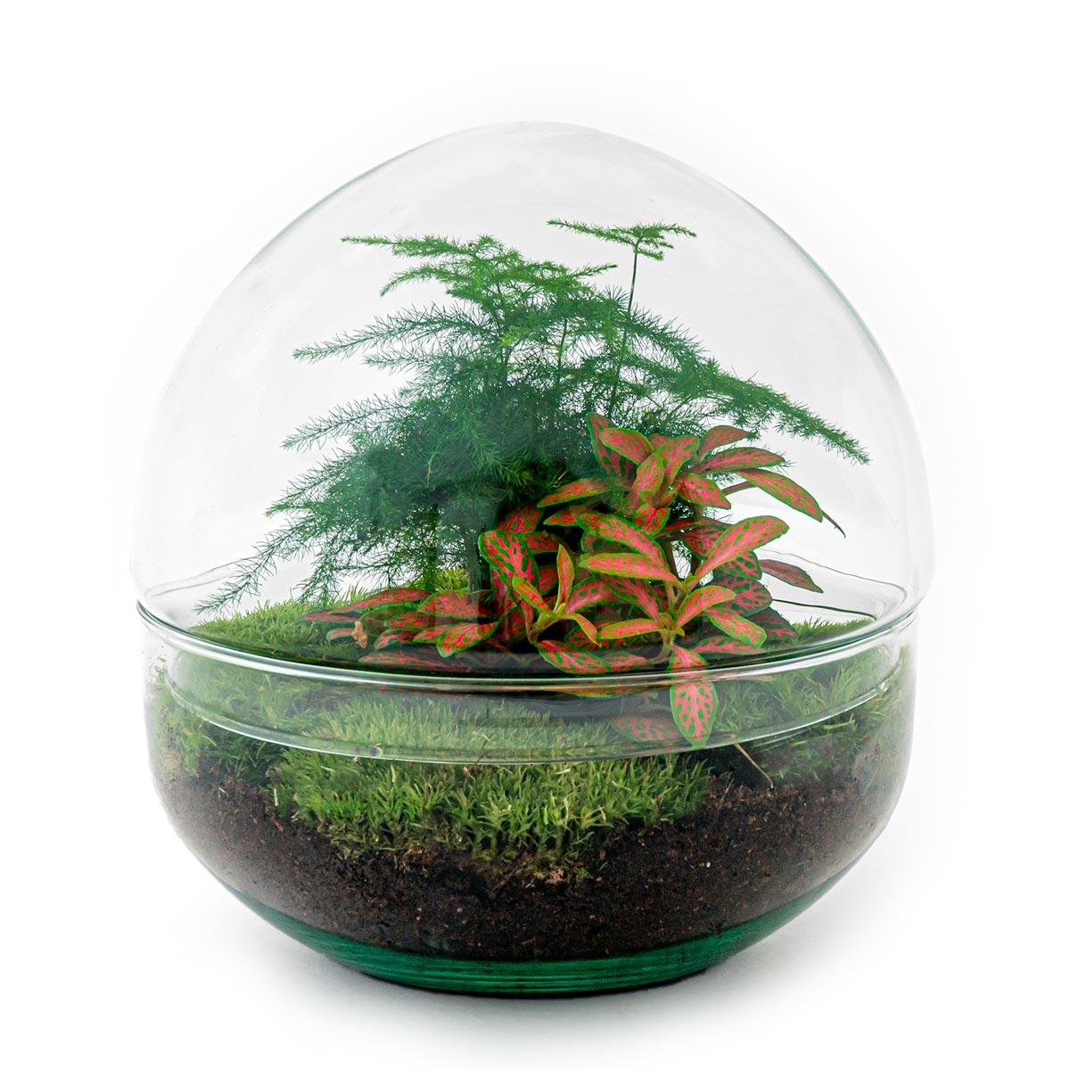 DIY Flaschengarten Set – Dome Glas Rot – Ø20 cm x H20 cm – Selbstversorgendes Pflanzterrarium mit Fittonia, Spargel & Moos – Mini-Ökosystem zum Selberbauen – Deko & Geschenkidee – Pflegeleicht