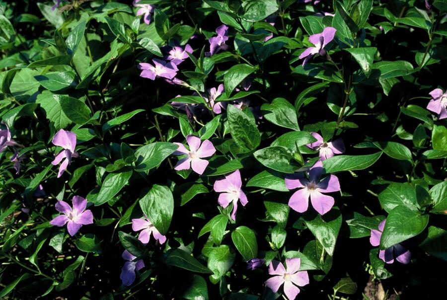 Vinca major – 24 Pflanzen – Großes Immergrün mit violett-blauen Blüten – Winterhart und pflegeleicht – Bodendecker für schattige Beete