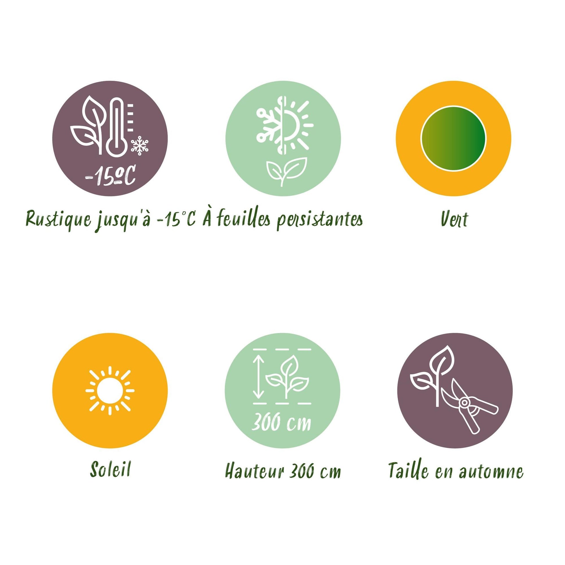 Bananenpflanze Musa Basjoo – 2 Pflanzen – Winterhart – Obstpflanze – Ø12 cm, Höhe ca. 30 cm – Exotische Gartenbanane für Beet, Terrasse & Balkon