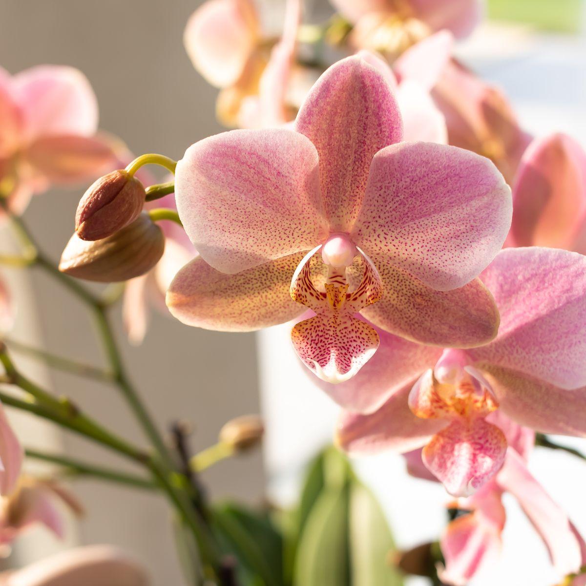 Kolibri Orchids | altrosa Phalaenopsis-Orchidee - Jewel Treviso - Topfgröße Ø9cm | blühende Zimmerpflanze - frisch vom Züchter