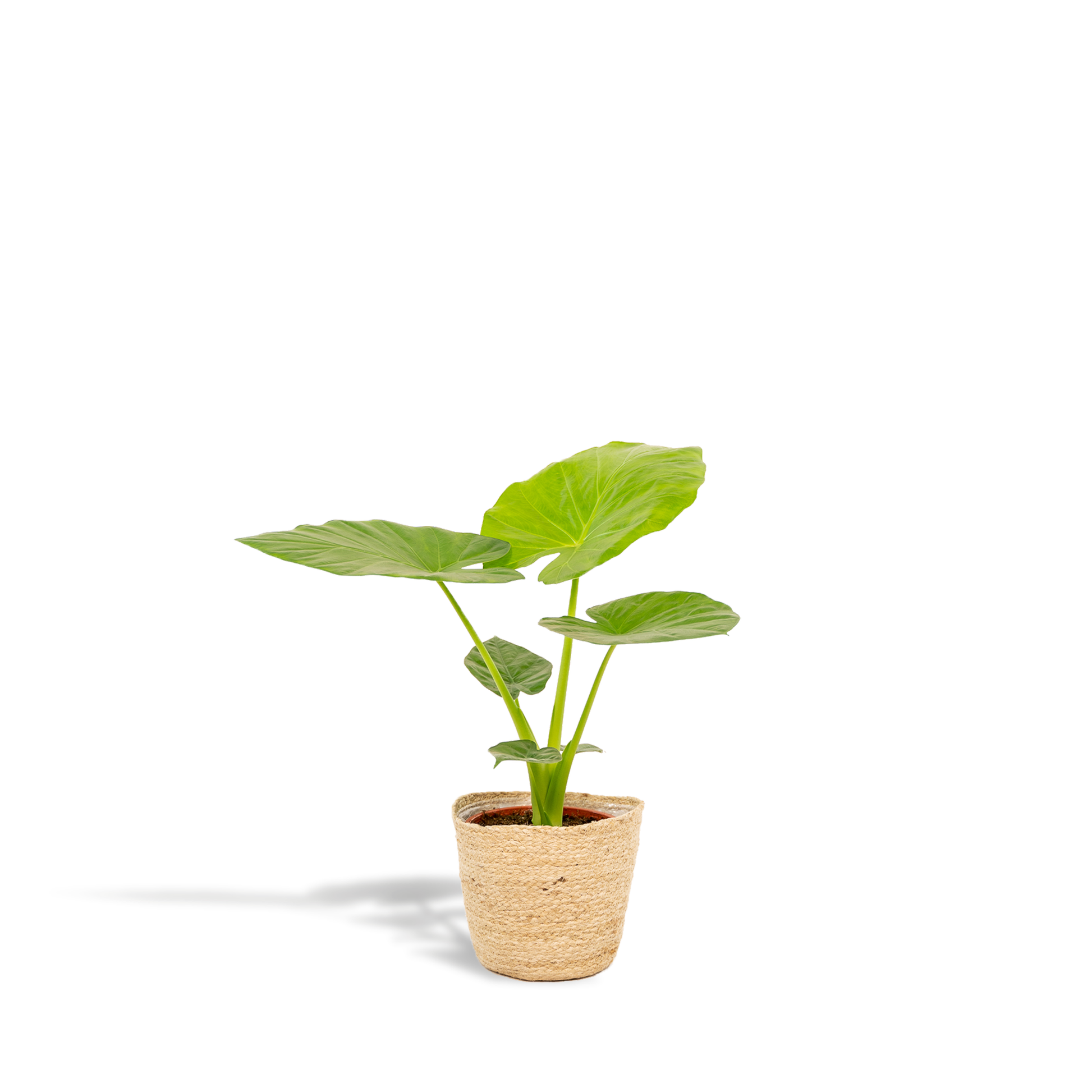 Pfeilblatt - Alocasia Macrorrhiza - Zimmerpflanze - Ø19cm - ↕70cm + Korb Selin
