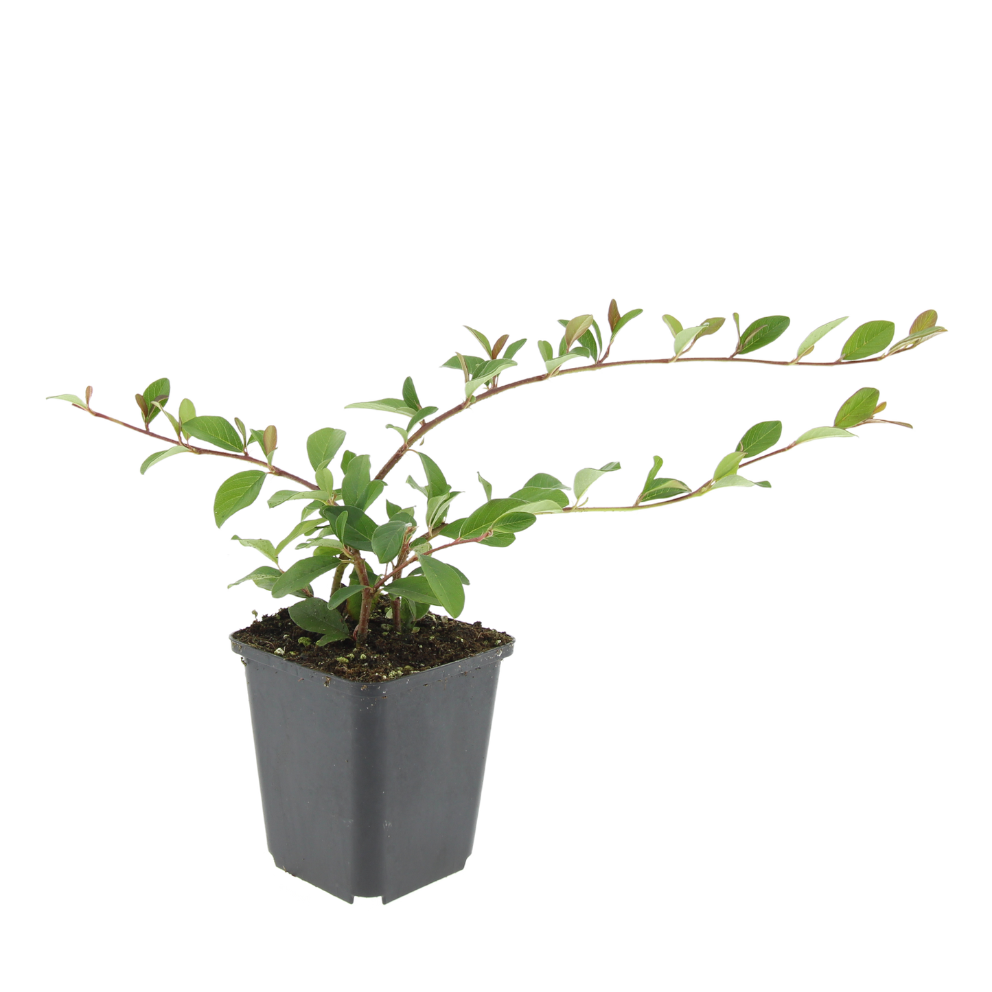 Cotoneaster dammeri – Flach wachsender Bodendecker mit Blüten & Beeren – 48 Pflanzen – ↕10–25cm – Ø9cm – Winterhart & pflegeleicht