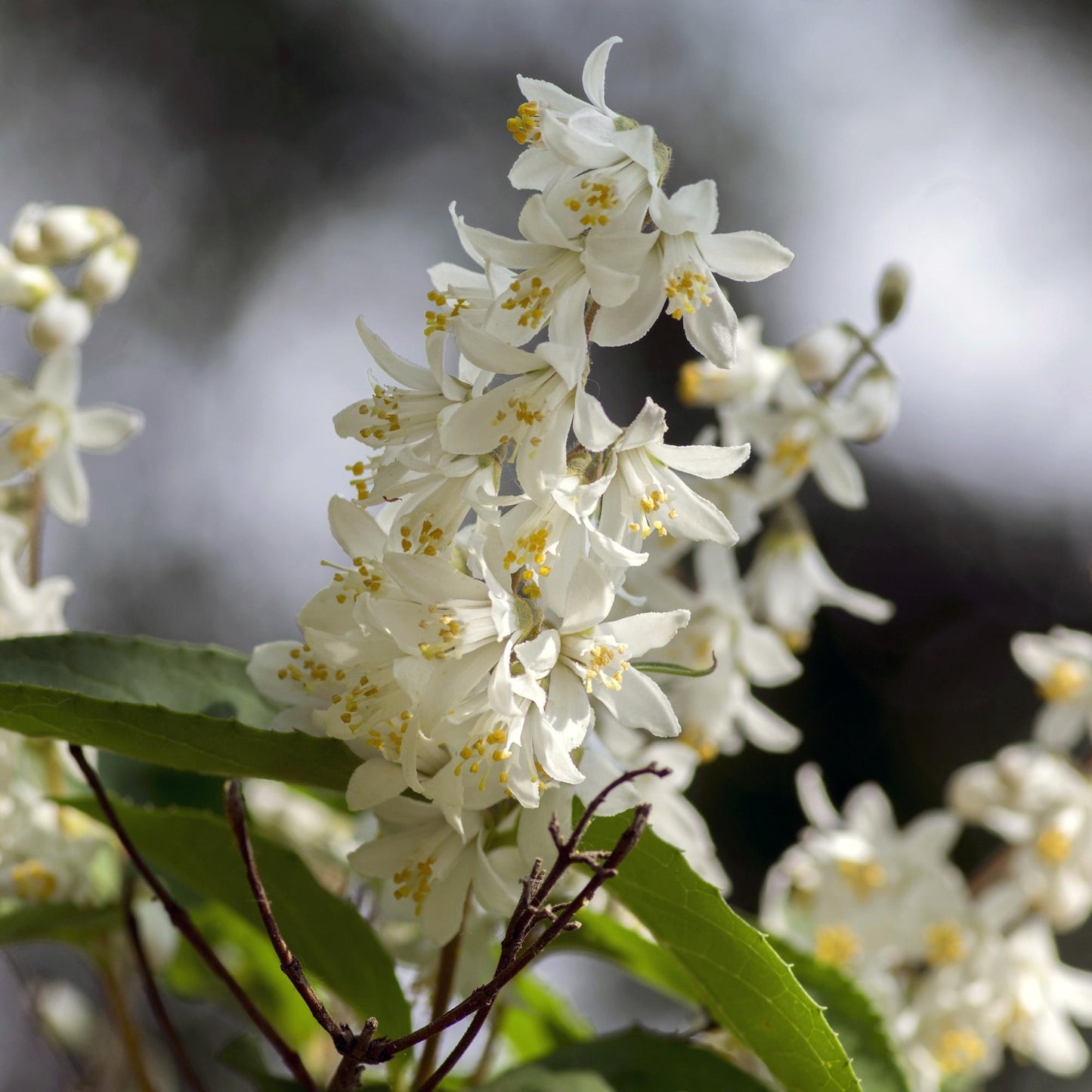 Zierliche Deutzie - Deutzia Gracilis - Blüte Weiß - Strauch - Laubabwerfend - Wenig Pflege - Topf 17cm Höhe 45cm