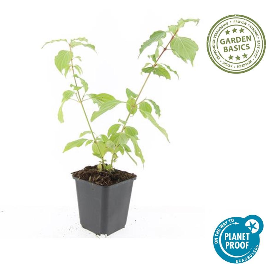 Roter Hartriegel Cornus sanguinea 'Anny's Winter Orange' – ↕10-25cm – Ø9cm – 60 Pflanzen – Winterharter Strauch für Beete & Solitärpflanzung – Leuchtend orangefarbene Zweige