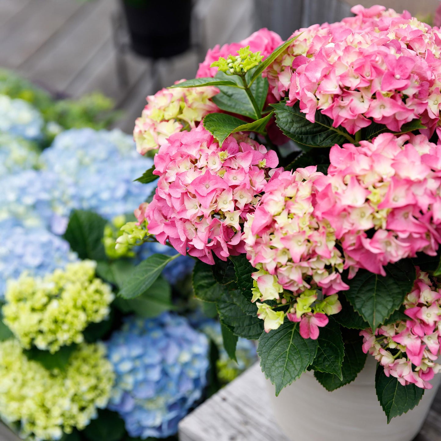 Hortensie Hydrangea macrophylla Forever & Ever Rosa – Balkonpflanze – 7-12 Blüten – Topf 23 cm – Höhe 55 cm – Langlebige Blüten – Für Beet, Terrasse & Balkon