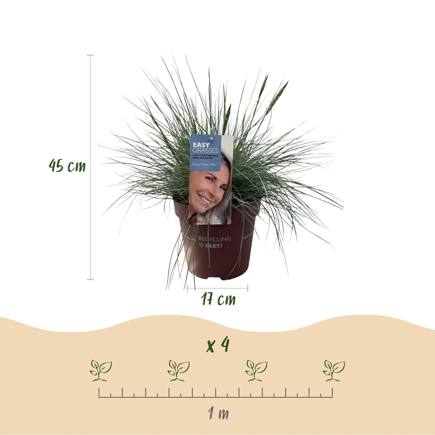 Festuca glauca Intense Blue – Blauschwingel – Ziergras – 4 Pflanzen – Immergrün & pflegeleicht – Topf Ø17cm – Höhe ca. 50cm – Trockenheitsresistent
