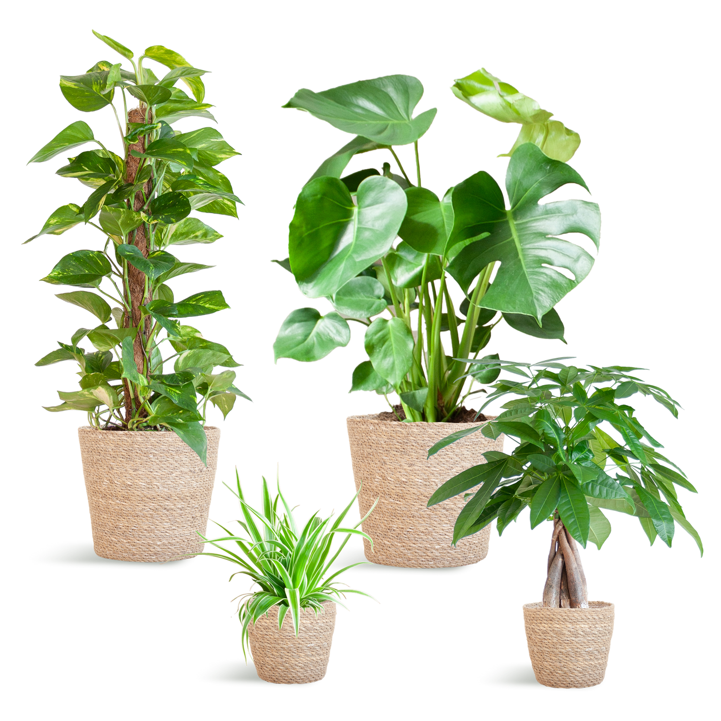 Pflegeleichter Pflanzkasten – medium – Easy Plant Box mit 4 Zimmerpflanzen + Sofia-Korb – wenig Pflege – stilvolle Deko