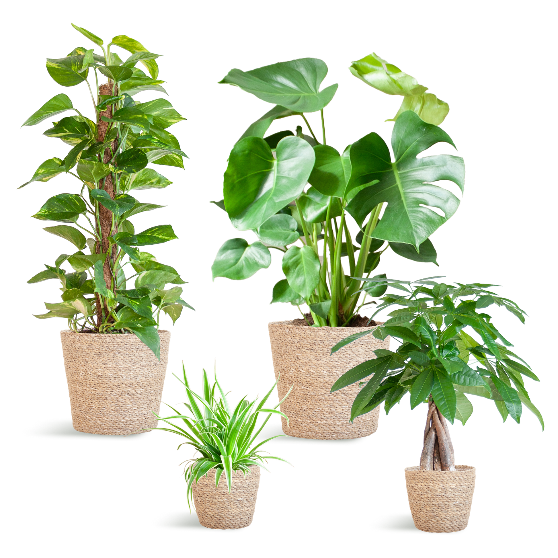 Pflegeleichter Pflanzkasten – medium – Easy Plant Box mit 4 Zimmerpflanzen + Sofia-Korb – wenig Pflege – stilvolle Deko