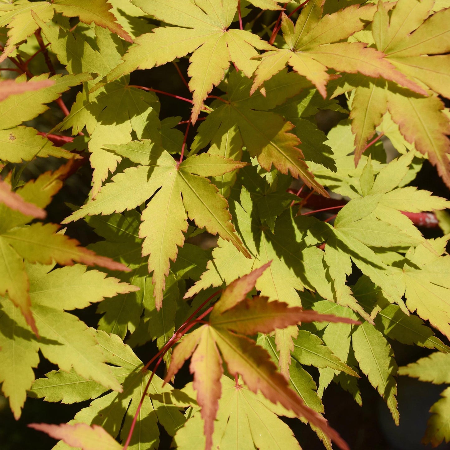 Japanischer Ahorn – Acer palmatum 'Summergold' – ca. 70 cm hoch – Ø19 cm – goldgelbes Laub – Balkon- & Gartenpflanze