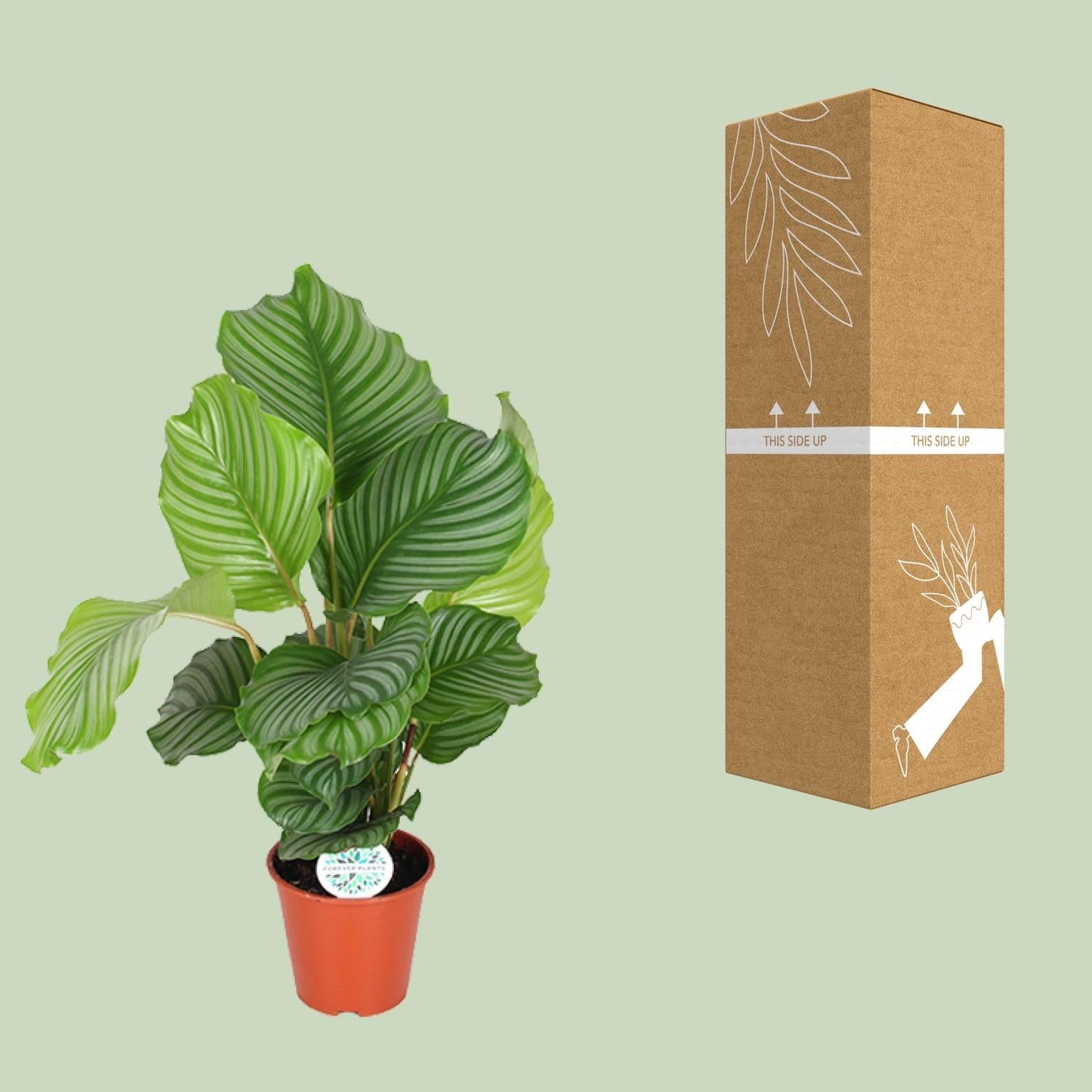 Korbmarante Calathea Orbifolia – Zimmerpflanze – Ø17cm – ↕60cm – Tropische Blattschmuckpflanze mit silbergrünen Mustern – Pflegeleicht & halbschattengeeignet