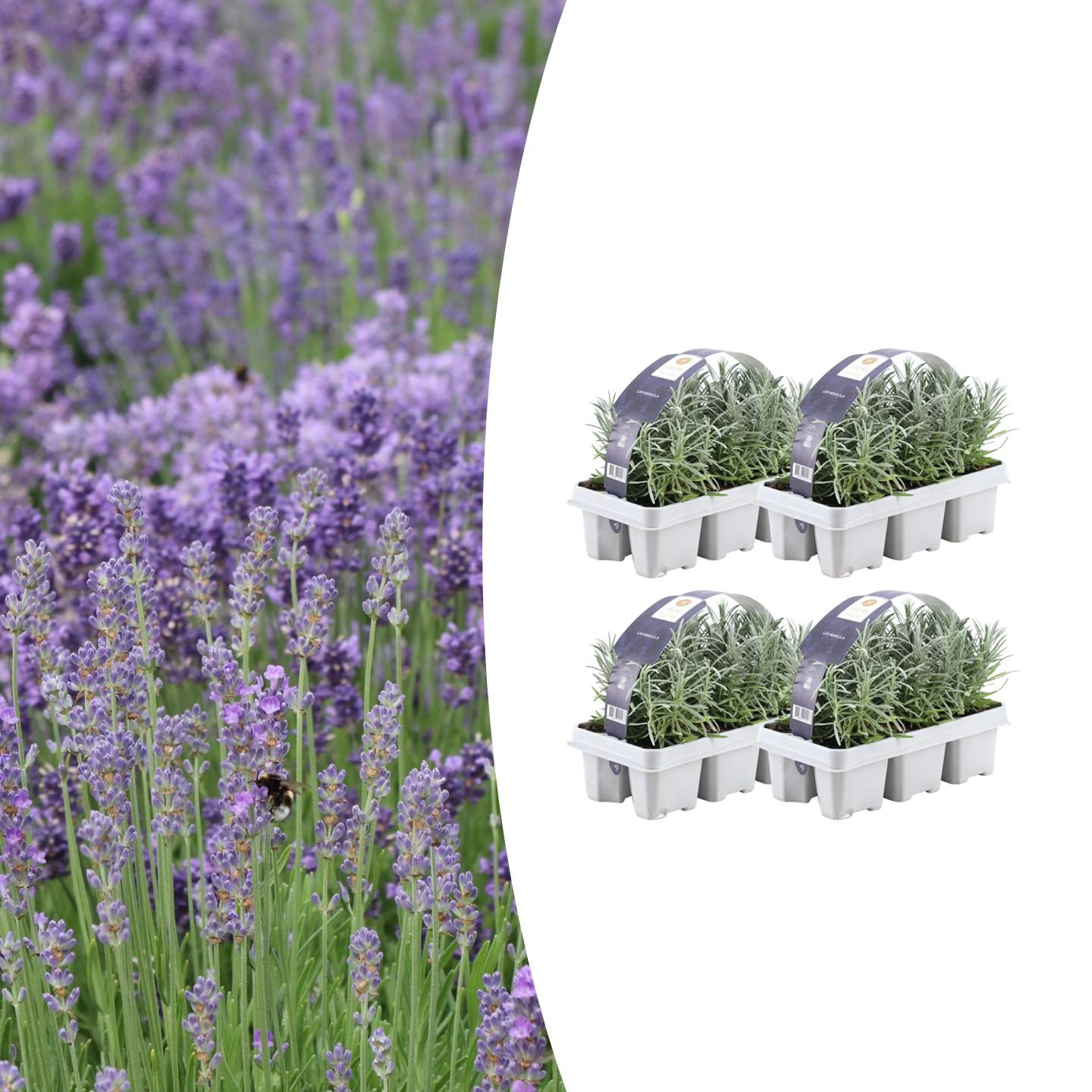 Echter Lavendel – Lavandula angustifolia – Ø7 cm x H15 cm – 24 Pflanzen – Duftend & pflegeleicht – Für Balkon, Terrasse & Beet – Mediterrane Schönheit