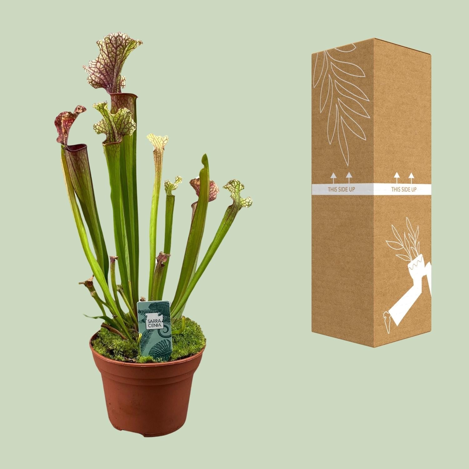 Schlauchpflanze Sarracenia 'Judith Hindle' – Karnivore Zimmerpflanze – Ø12cm – ca. 30cm hoch – Exotisch & pflegeleicht – Für helle bis halbschattige Standorte