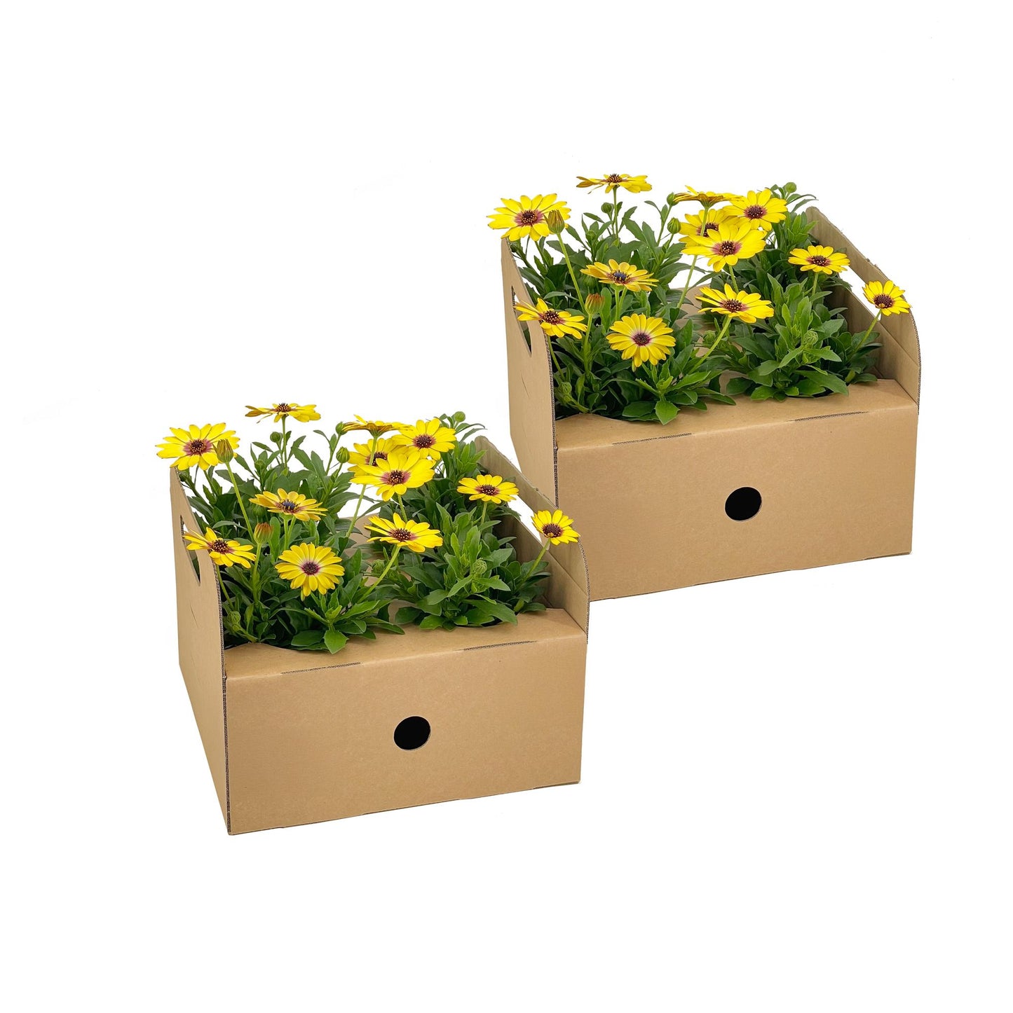 Kapmargerite - Osteospermum ecklonis Gelb - Ø12 cm - ↕20 cm - 8 Stück