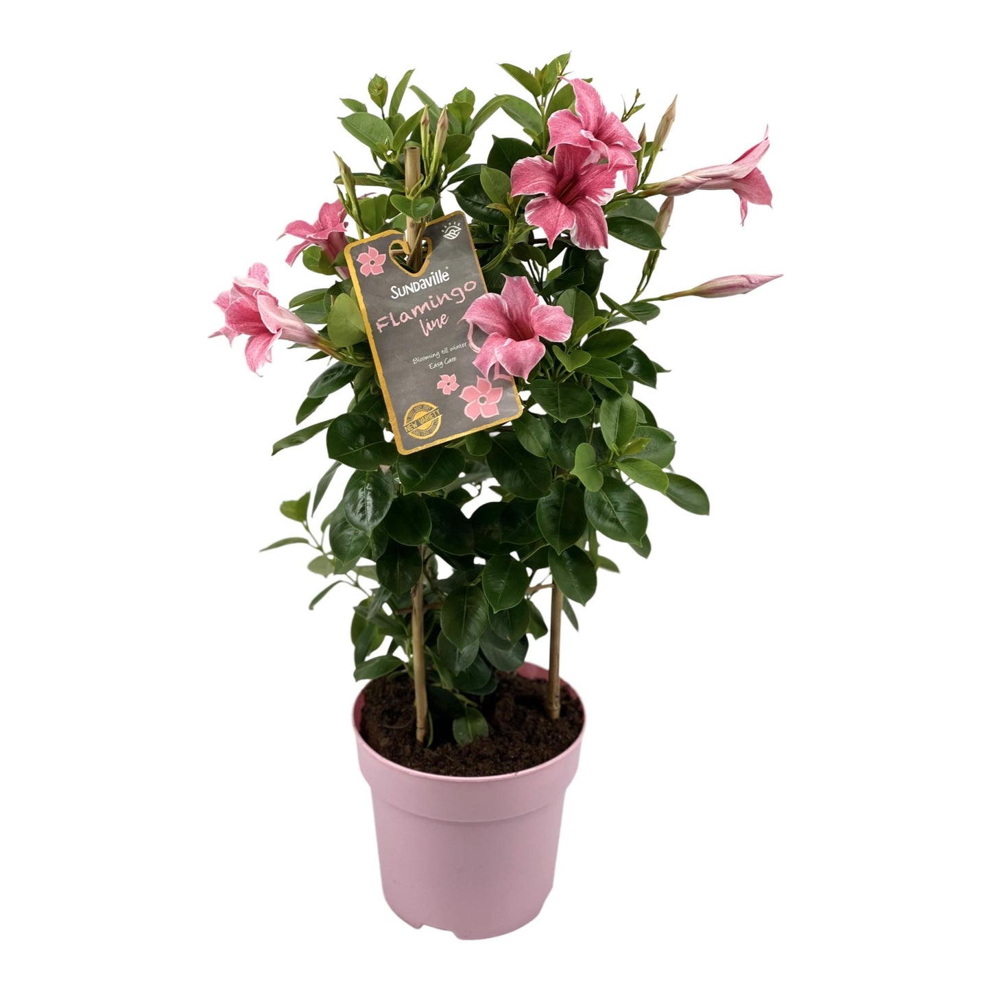 Mandevilla Sundaville Flamingo Pink In Toren Dipladenia - Ø17cm - ↕55cm