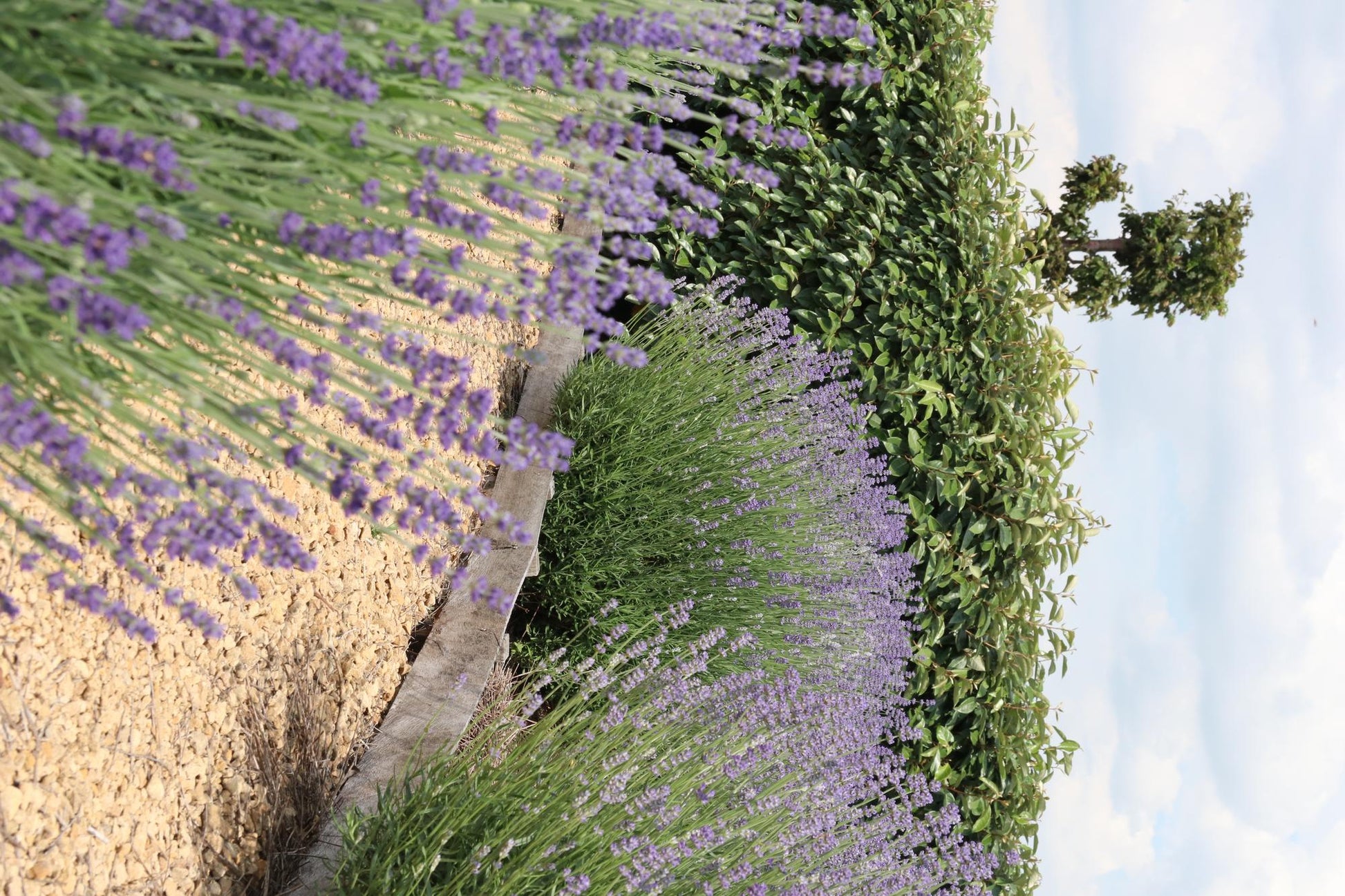 Echter Lavendel – Lavandula angustifolia – Ø7cm x H15cm – 48 Pflanzen – Duftend & pflegeleicht – Für Balkon, Terrasse & Beet – Mediterrane Schönheit
