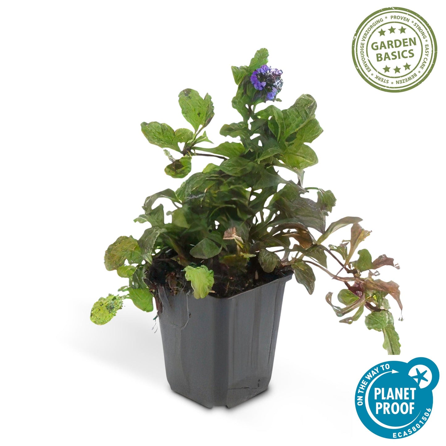 Ajuga reptans – Kriechender Günsel Ø9cm – Höhe 10-25cm – Bodendecker für Halbschatten & Schatten – Blauer Blütenteppich – 24 Pflanzen