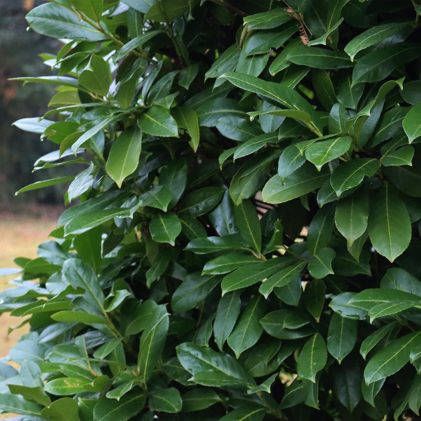 Kirschlorbeer Prunus laurocerasus Novita – Heckenpflanze – Blatt grün – 6 Pflanzen – 1 laufender Meter – Immergrün – 17 cm Höhe 50 cm – Winterhart & Pflegeleicht