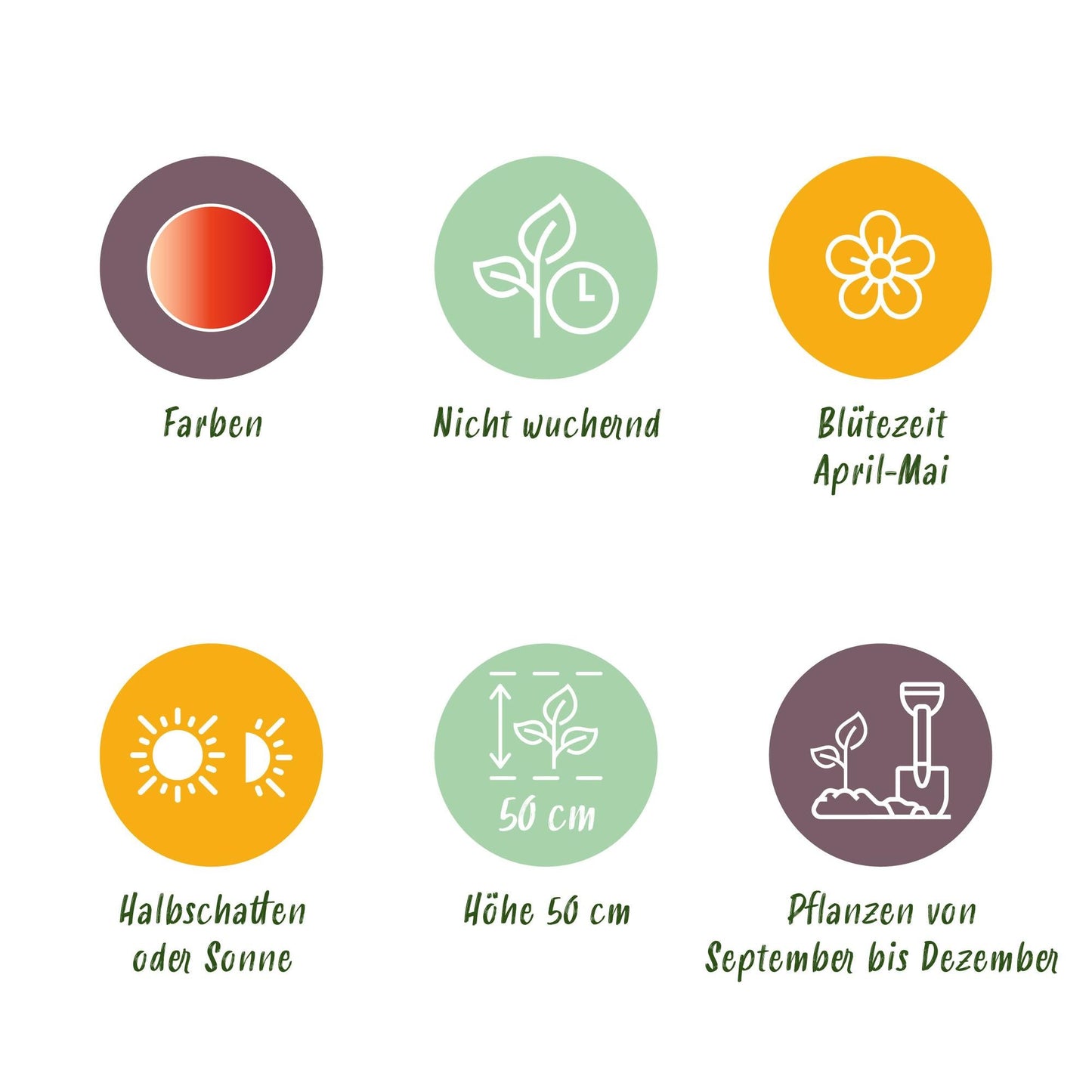 GreenboutiQ - Blumenzwiebeln - Tulp Gudoshnik Double - Doppelblütig - 12 Stück - Zwiebelgröße 11/12 - XXL Pack