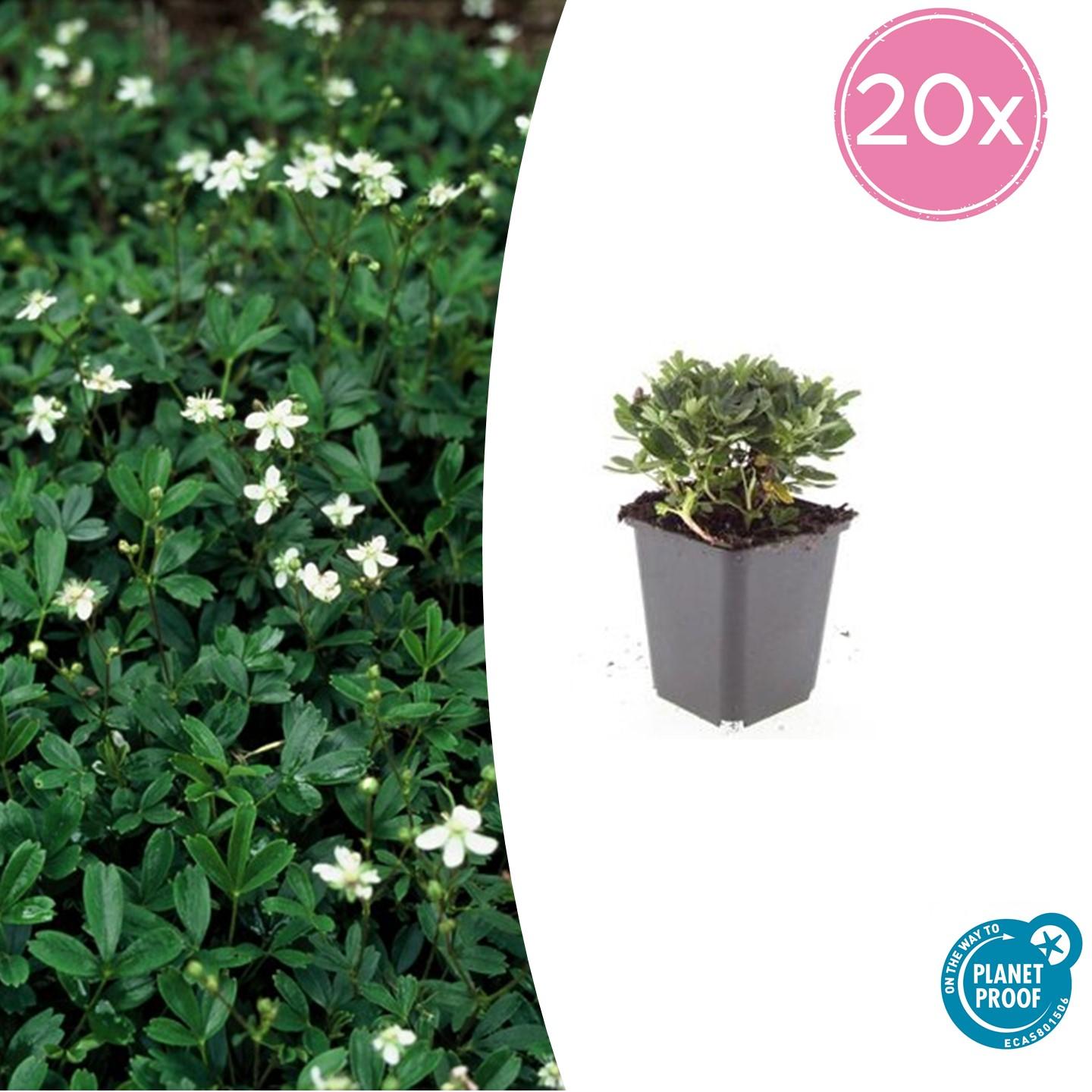 Fingerstrauch Potentilla tridentata 'Nuuk' – ↕10-25cm – Ø9cm – 20 Pflanzen – Immergrün – Winterhart – Weiß blühend – Bodendecker – Sonnig bis Halbschatten