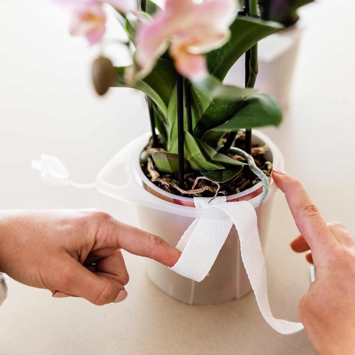 Orangenes Orchideenset – 3x Bolzano-Orchideen 9cm – Como Blumentopf mit Easy Watering System – Selbstbewässernd