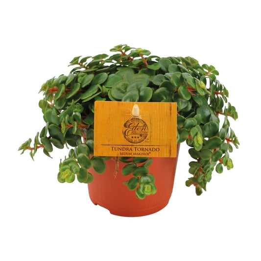 Fetthenne Sedum Tornado – Zimmerpflanze – Ø11 cm – Höhe 15 cm – Pflegeleicht – Halbschatten – Sukkulente für Zuhause