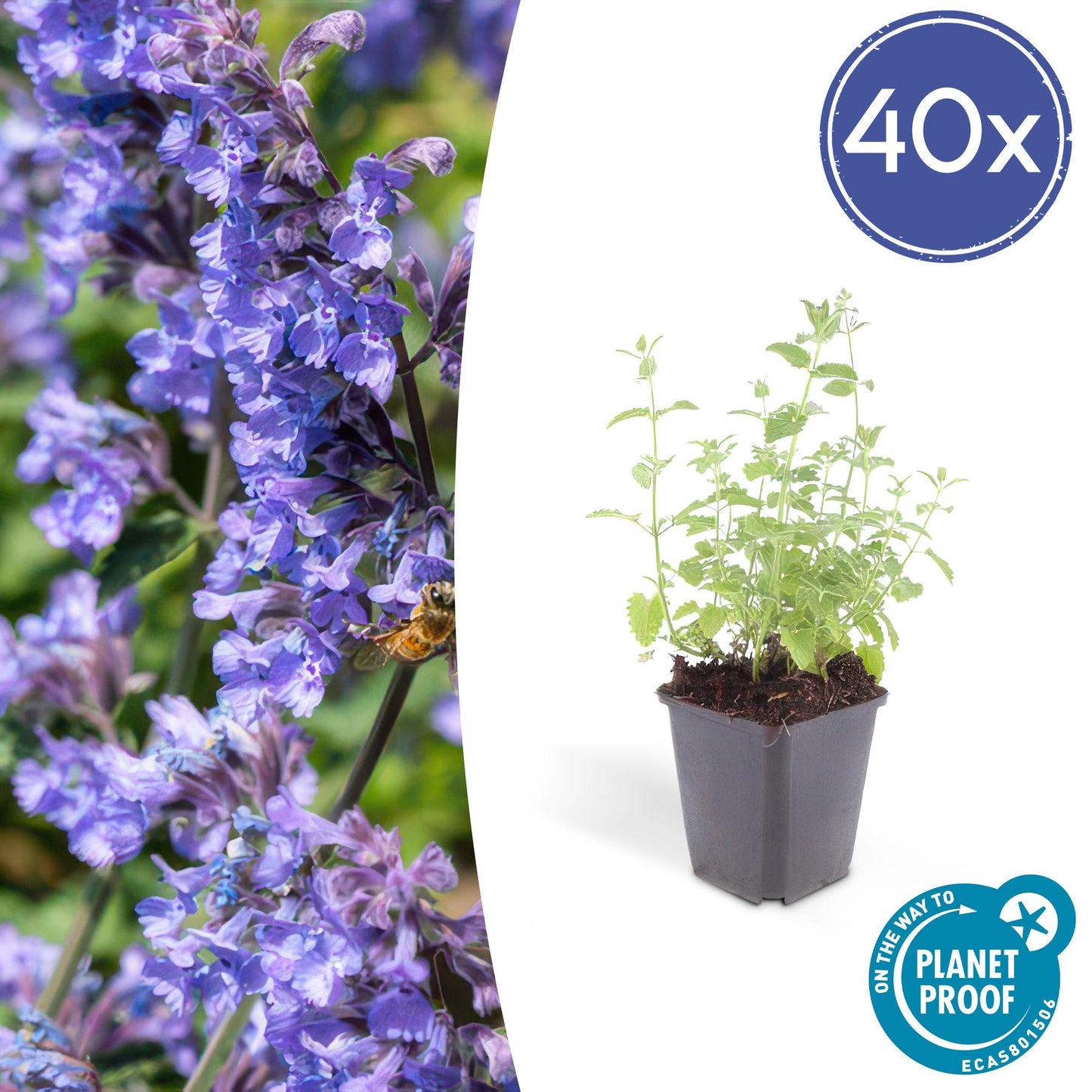 Katzenminze Nepeta 'Six Hills Giant' – ↕10-25cm – Ø9cm – 40 Pflanzen – Sonniger Standort – Bienenfreundlich & trockenheitsresistent – Beetstaude