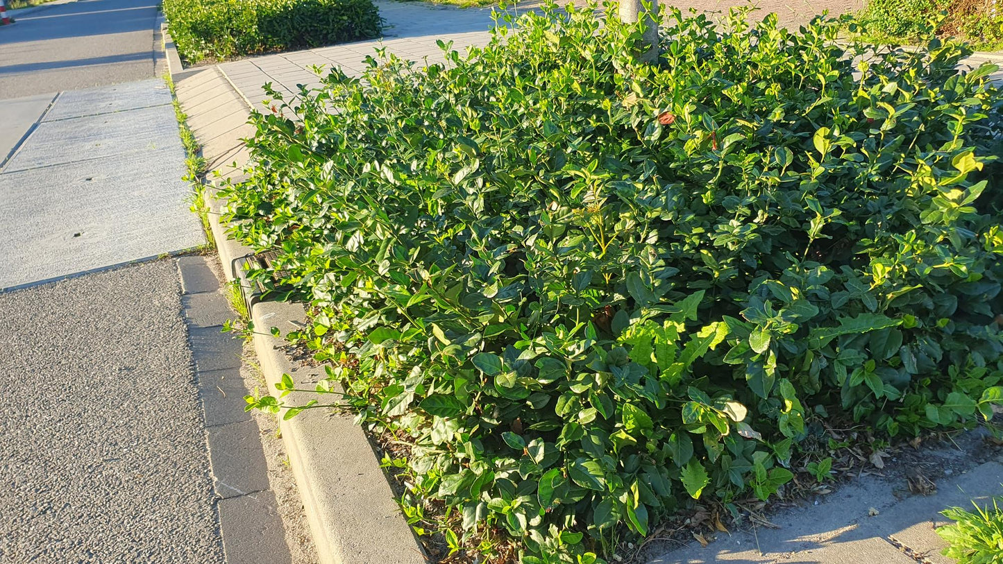 Euonymus fortunei 'Coloratus' â winterharter Zierstrauch â 24 Pflanzen â Bodendecker â Ă9cm â â10â25cm â purpur-rosa Beeren â pflegeleicht â vielseitigÂ