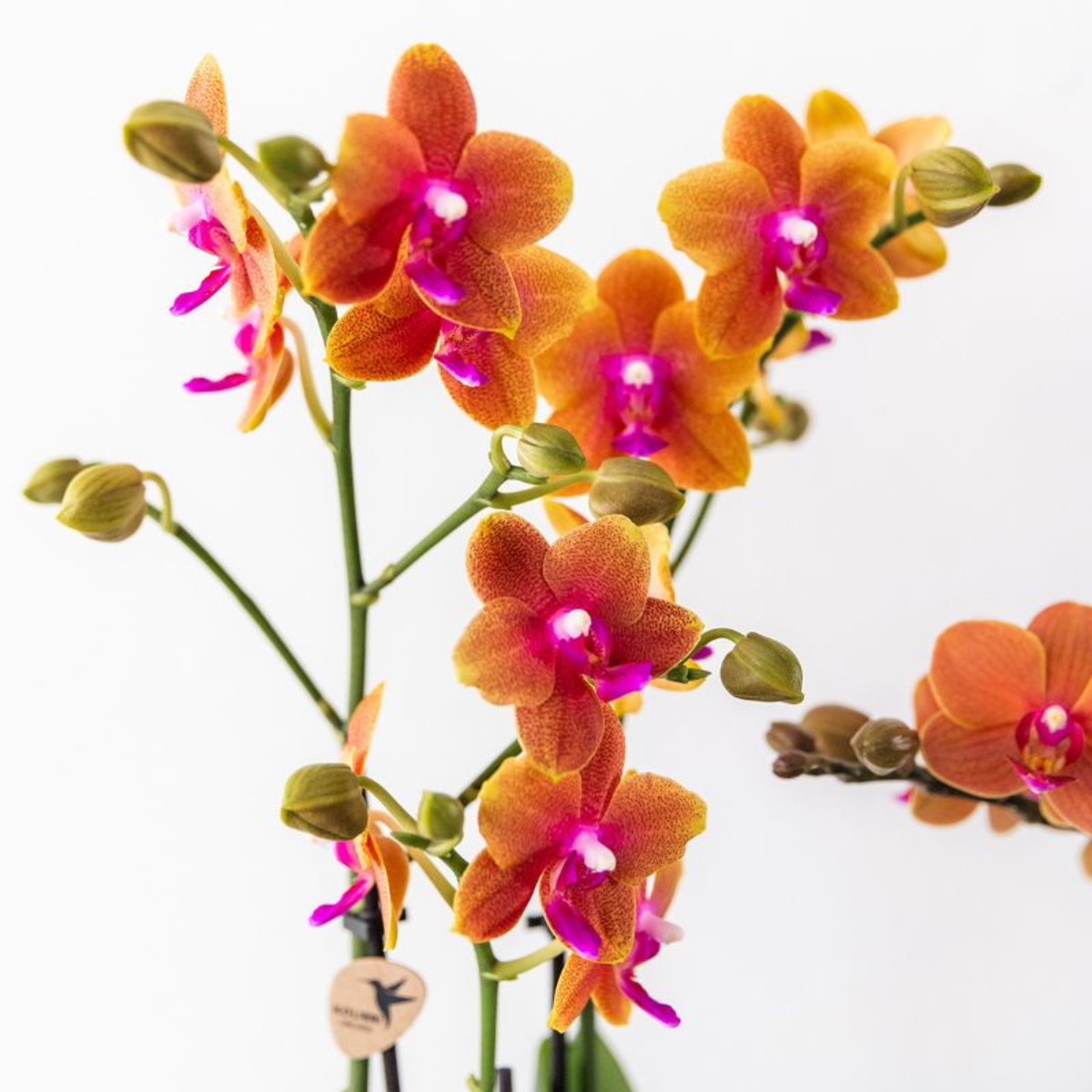 4 duftende orangefarbene Phalaenopsis-Orchideen - Topfgröße Ø12cm - Zimmerpflanze