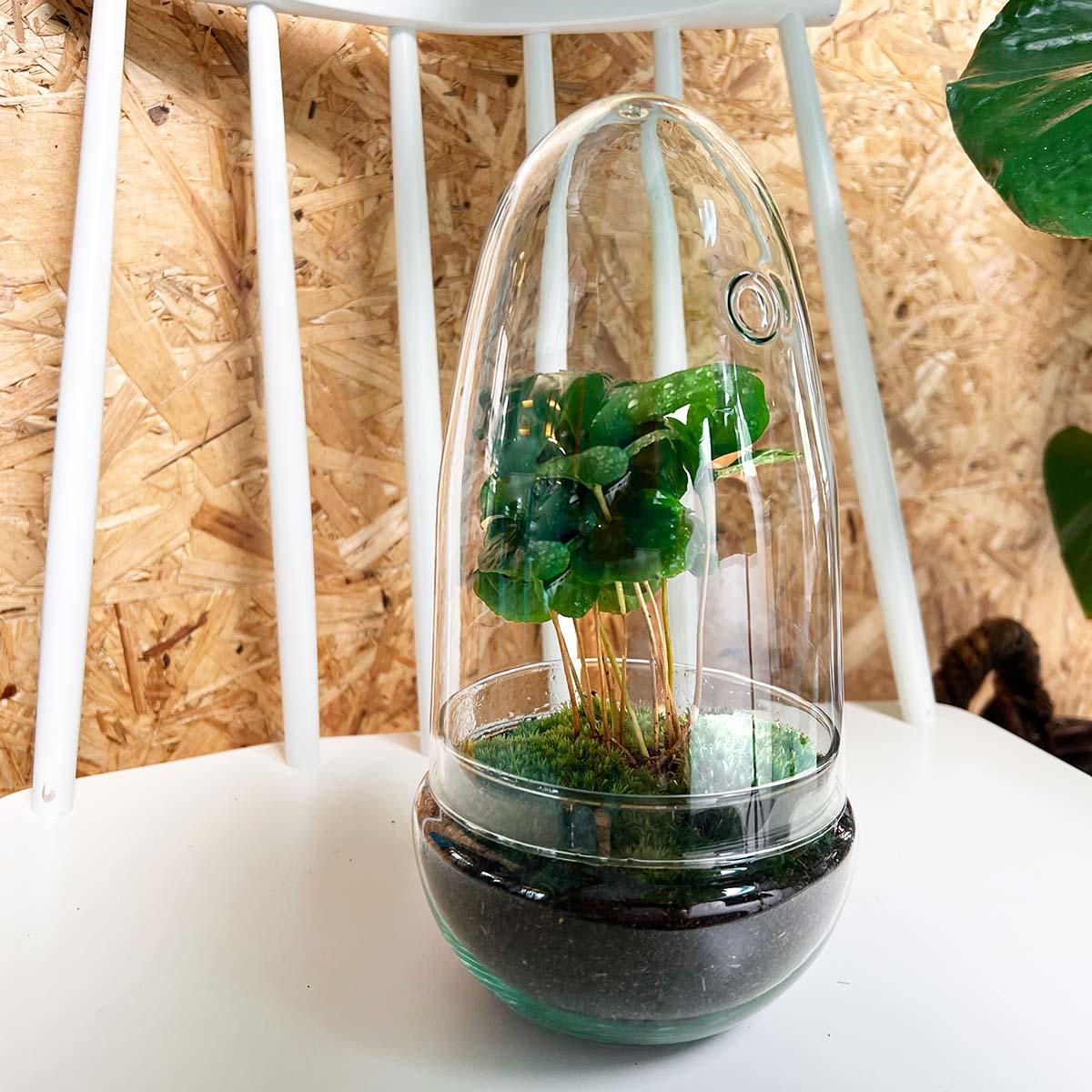 Flaschengarten Egg Coffea Arabica – DIY Pflanzen-Terrarium – Höhe 25 cm – Selbstversorgendes Mini-Ökosystem – Inkl. Moos, Erde & Pflanze – Einfacher Aufbau in 5 Schritten – Für Zuhause & Büro