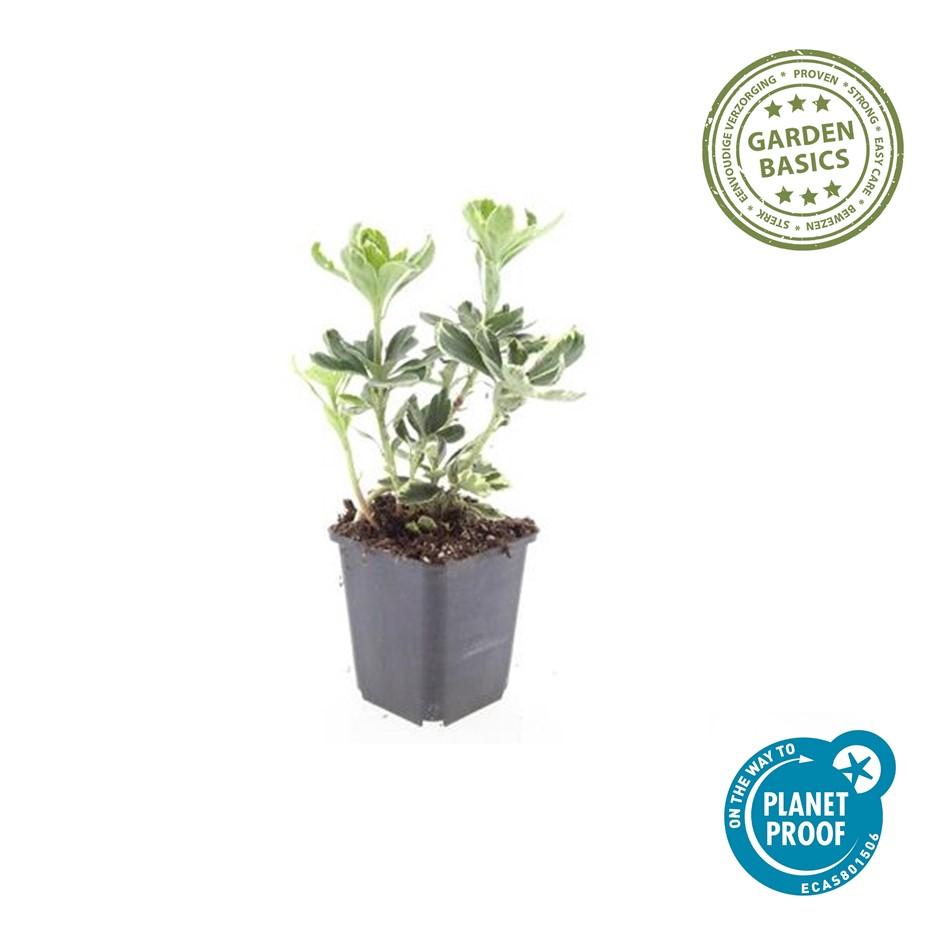 Schattengrün Pachysandra terminalis 'Variegata' – ↕10-25cm – Ø9cm – 20 Pflanzen – Immergrün & Winterhart – Bodendecker für schattige Gärten