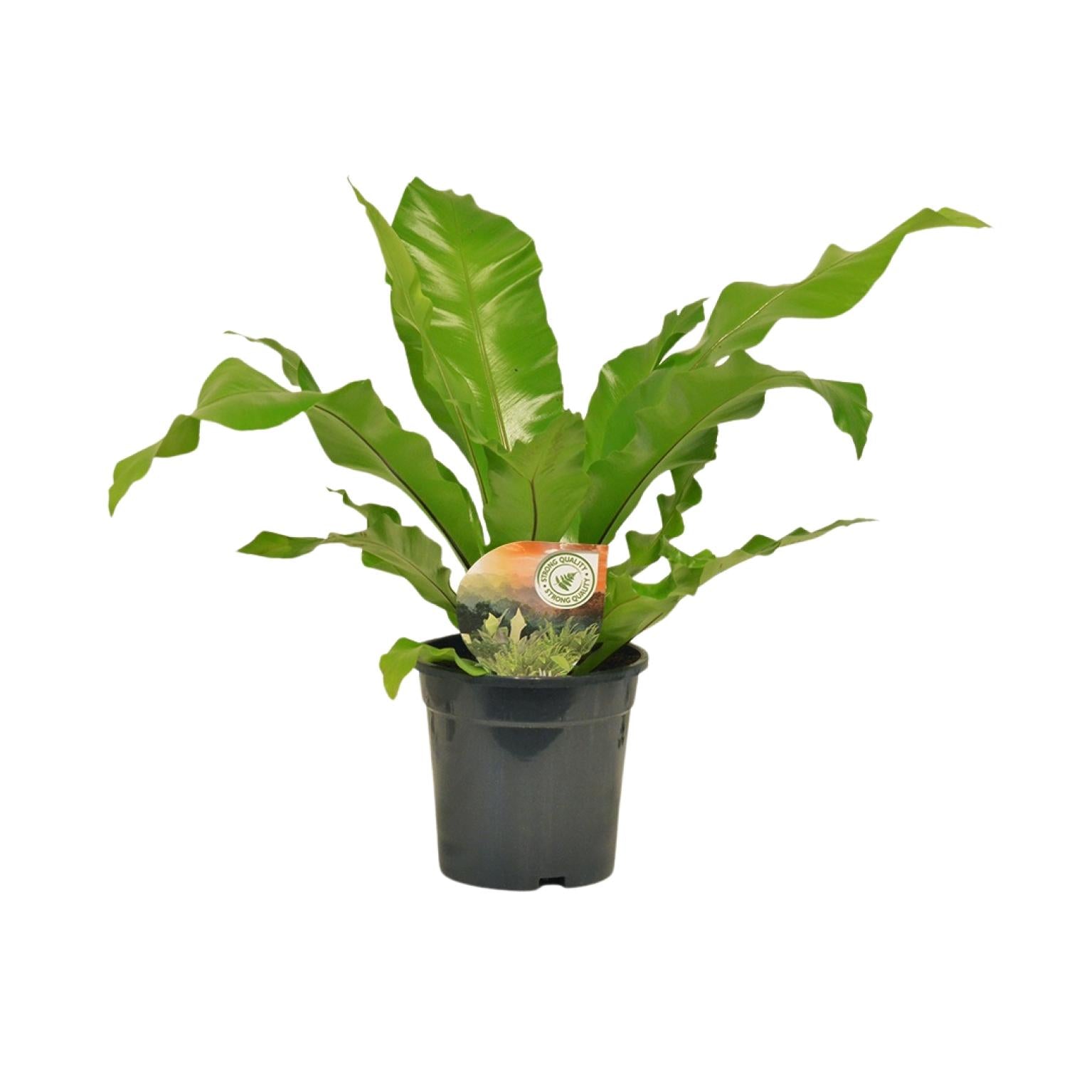 Nestfarn - Asplenium Nidus - Zimmerpflanze - Ø17cm - ↕60cm