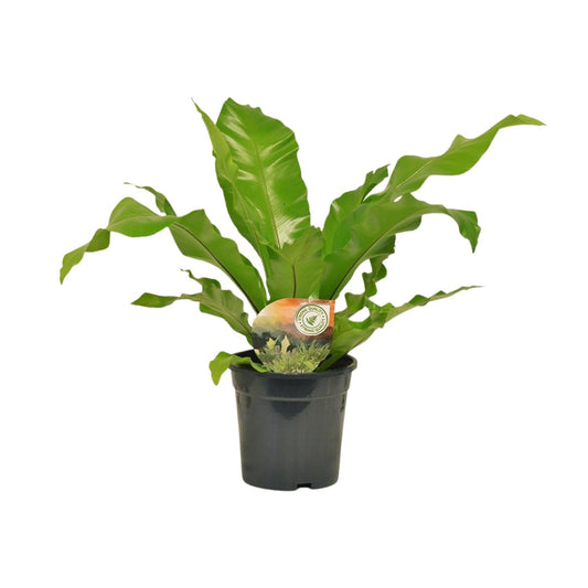 Nestfarn - Asplenium Nidus - Zimmerpflanze - Ø17cm - ↕60cm