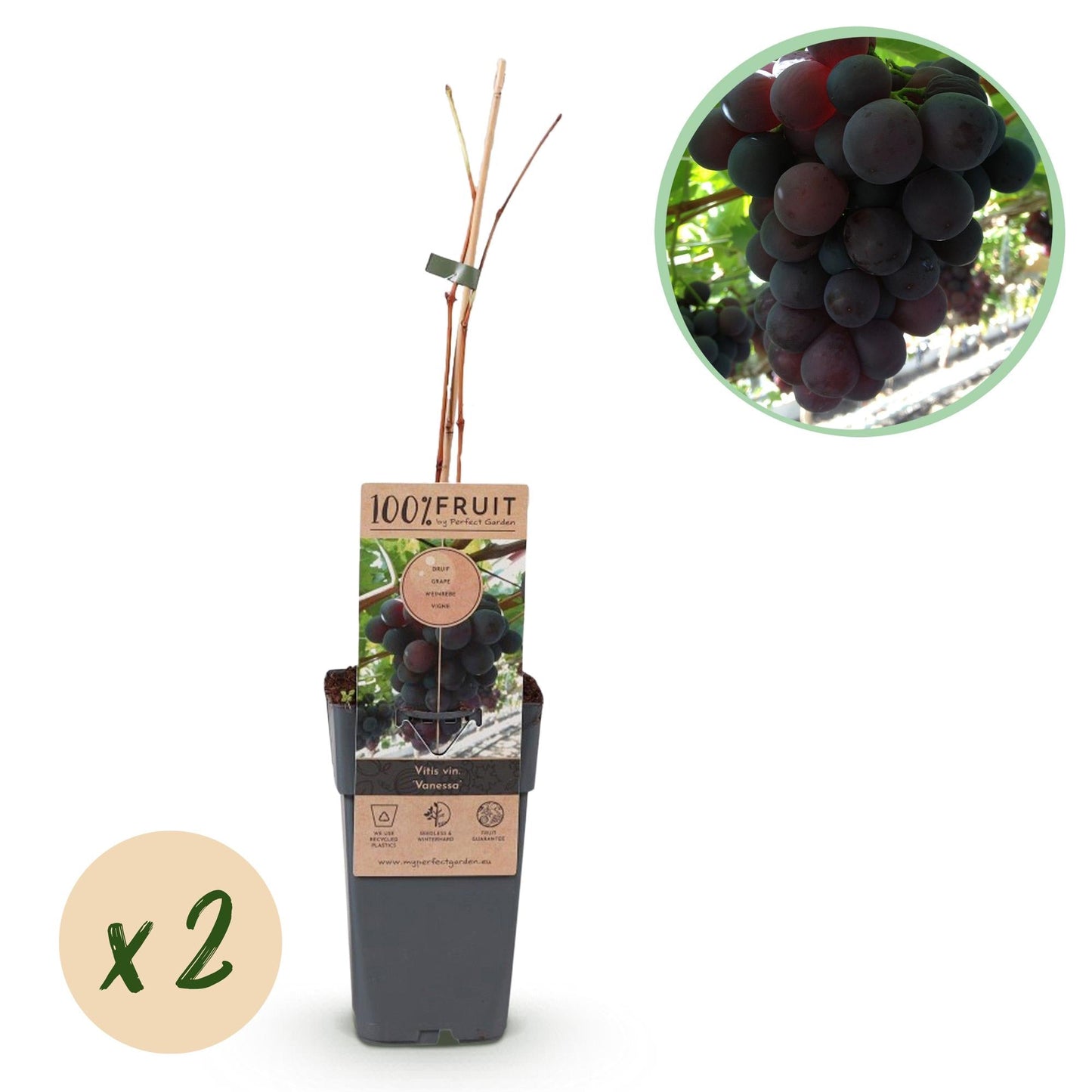 Weinrebe – Vitis vinifera Himrod – Kernlose Trauben – 2 Pflanzen – Obstpflanze – 15cm – Höhe 50cm