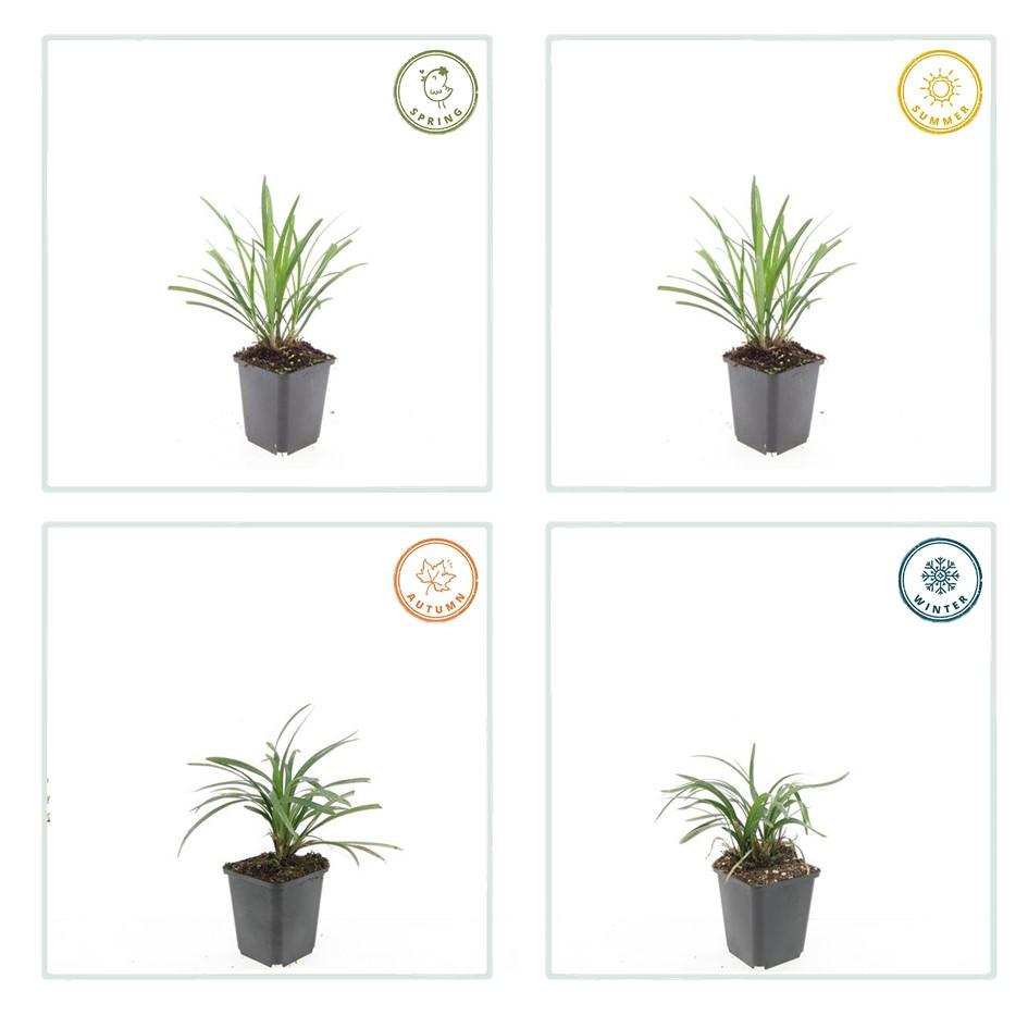 Lilientraube Liriope muscari 'Ingwersen' – ↕10-25cm – Ø9cm – 60 Pflanzen – Immergrüner Bodendecker – Violette Blütenrispen – Winterhart & pflegeleicht