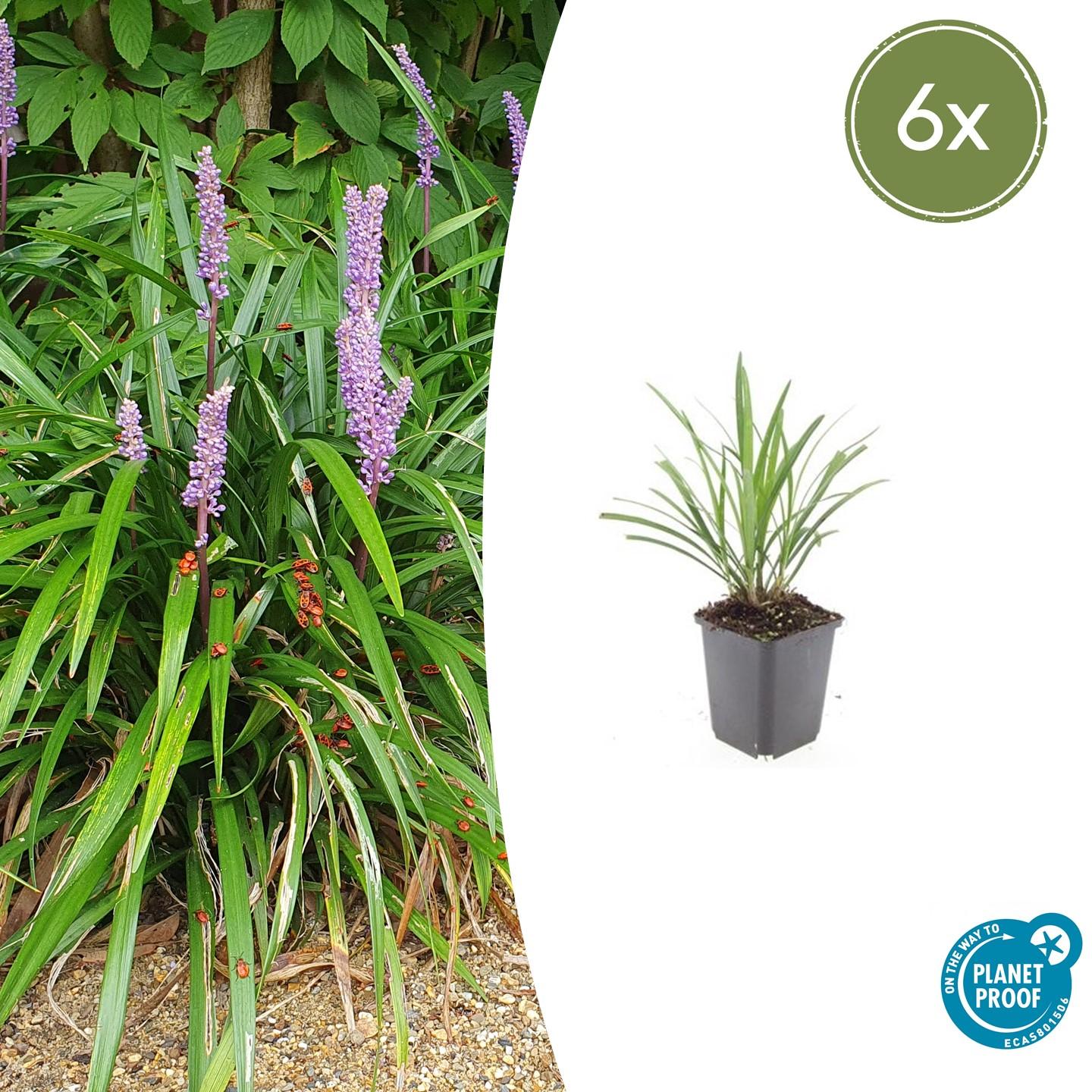 Lilientraube Liriope muscari 'Ingwersen' – ↕10-25cm – Ø9cm – 6 Pflanzen – Bodendecker, Immergrün, Violette Blüten, Winterhart, Pflegeleicht