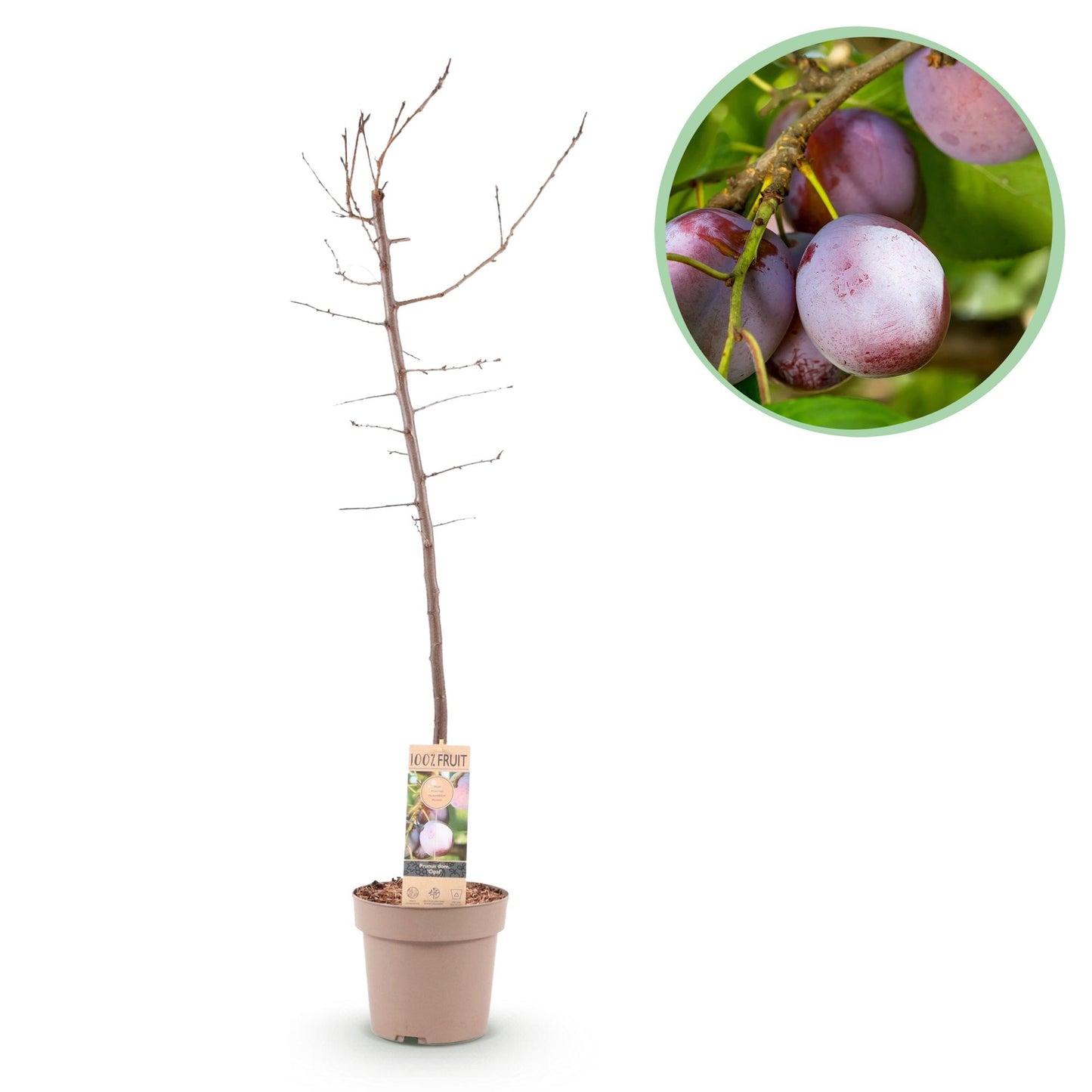 Pflaumenbaum – Prunus domestica 'Opal' – ca. 90 cm hoch – Topf Ø21 cm – gelb-rote Früchte – selbstfruchtend & ertragreich – Obstbaum für Garten & Terrasse