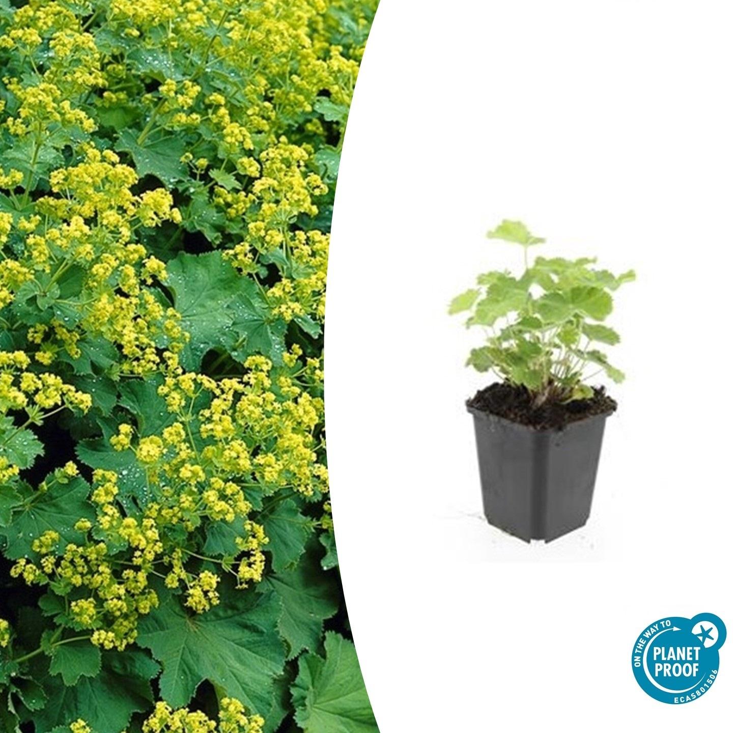 Alchemilla mollis – Frauenmantel – Staude mit dekorativem Laub & gelbgrüner Blüte – 24 Pflanzen –↕10-25cm – Ø9cm – pflegeleicht & winterhart