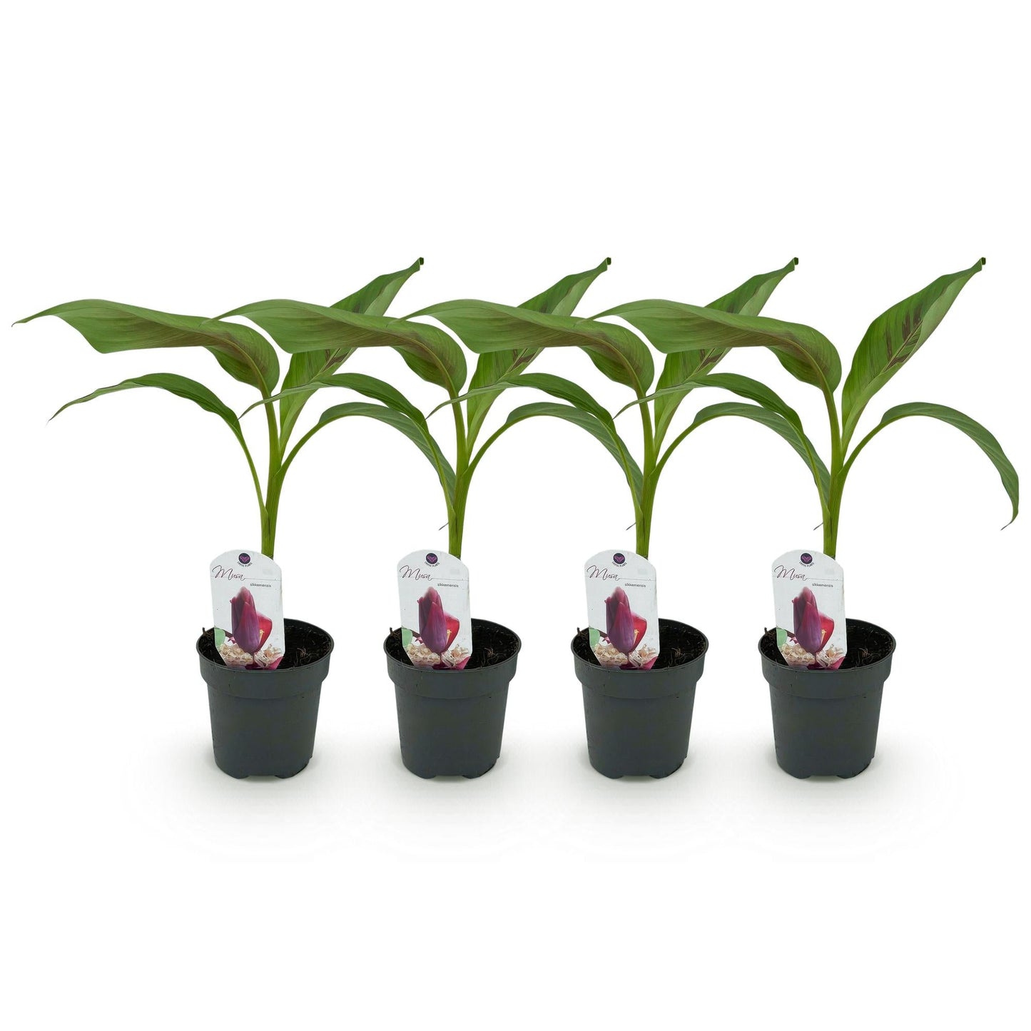 Bananenpflanze Musa sikkimensis Red Tiger – 4 Pflanzen – Ø12 cm – Höhe ca. 30 cm – Exotische Zimmer- & Terrassenpflanze