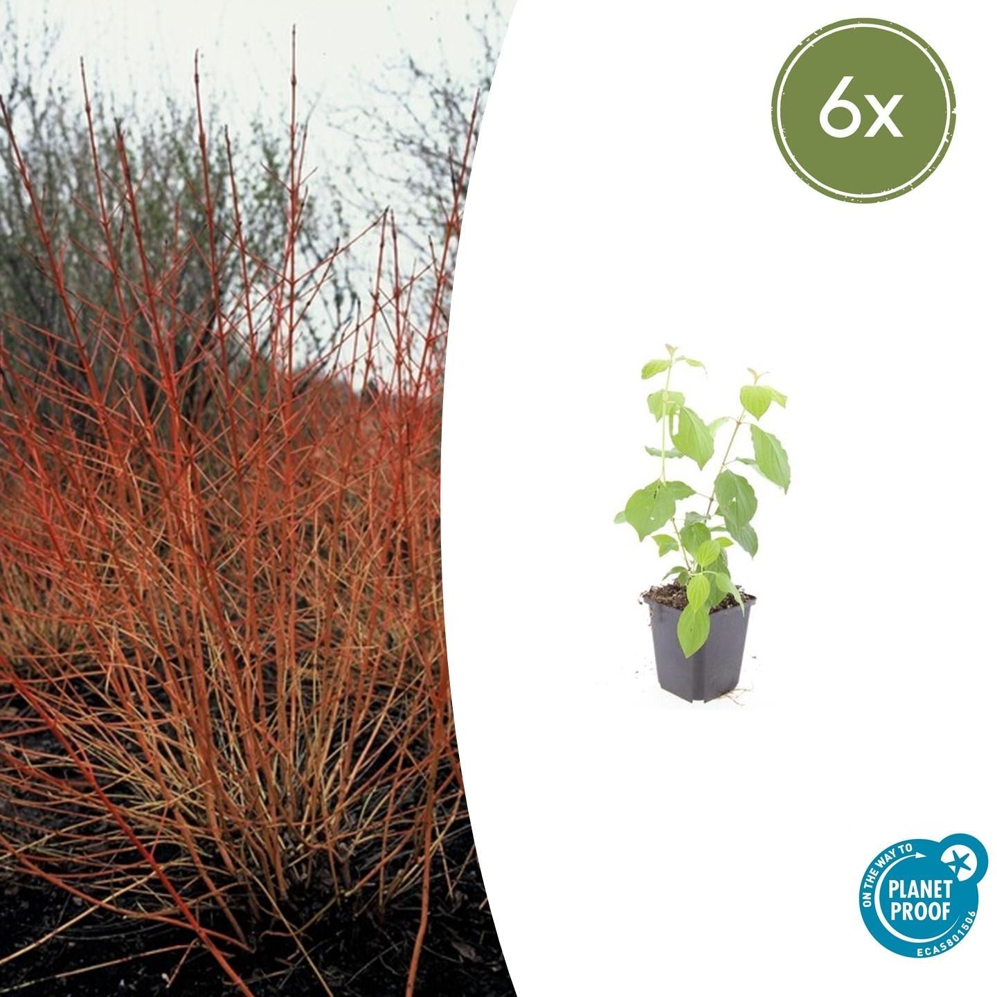 Roter Hartriegel – Cornus sanguinea 'Midwinter Fire' – ↑10-25cm – Ø9cm – 6 Pflanzen – Winterharter Zierstrauch, Leuchtende Zweige, Pflegeleicht