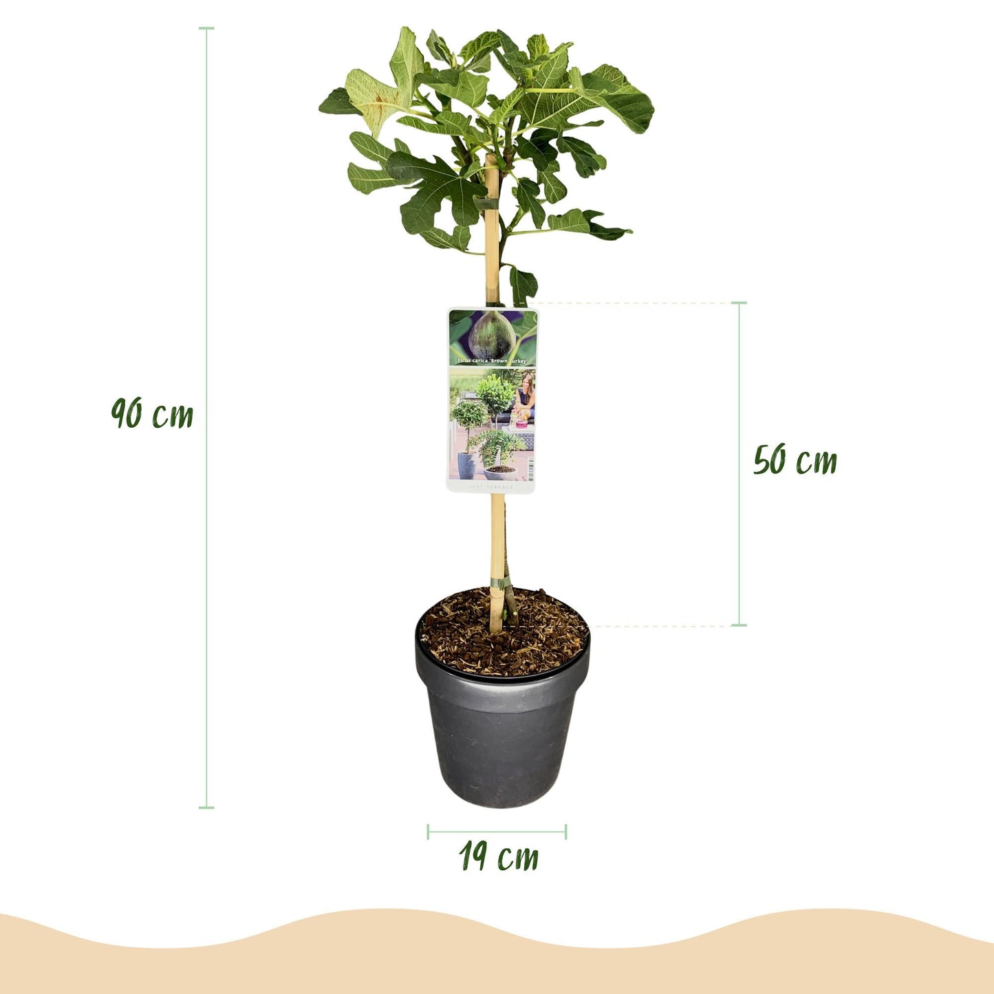 Feigenbaum Ficus carica 'Brown Turkey' – Stamm-Pflanze – Höhe ca. 90 cm – Ø19 cm – Obstpflanze für Terrasse & Garten – Essbare Früchte – Pflegeleicht & robust