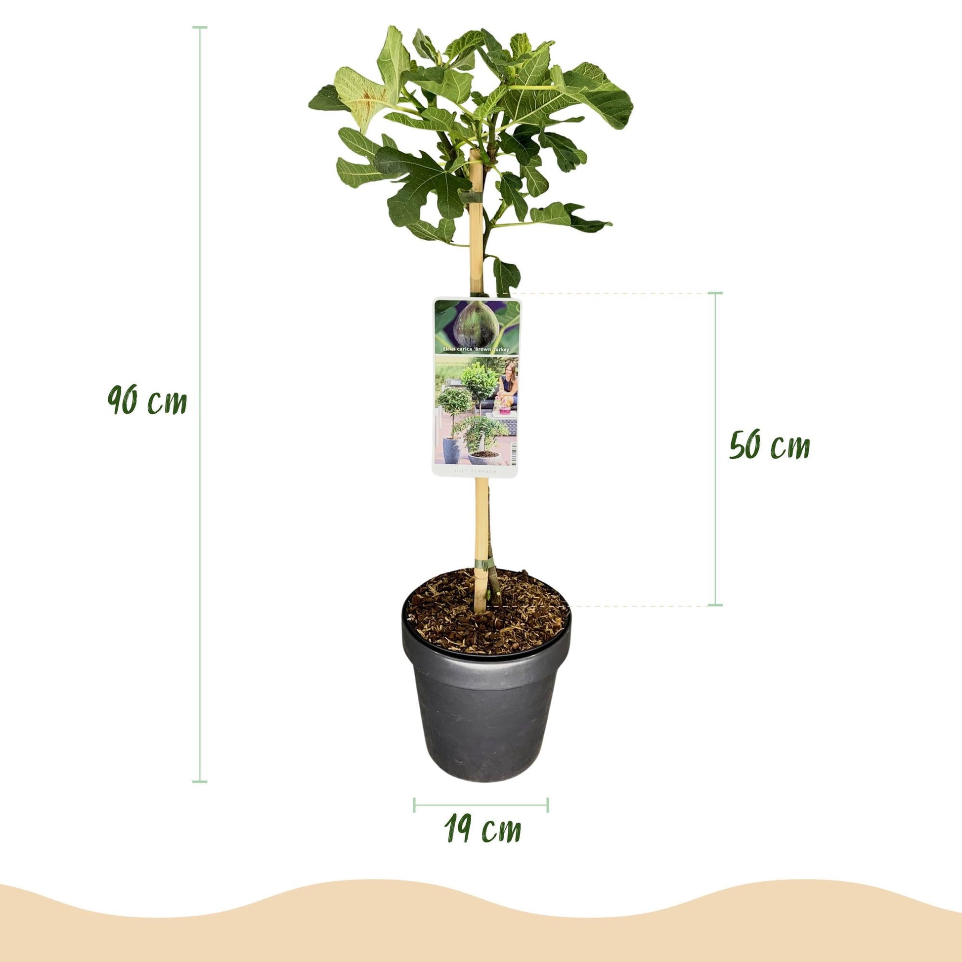 Feigenbaum Ficus carica 'Brown Turkey' – Stamm-Pflanze – Höhe ca. 90 cm – Ø19 cm – Obstpflanze für Terrasse & Garten – Essbare Früchte – Pflegeleicht & robust