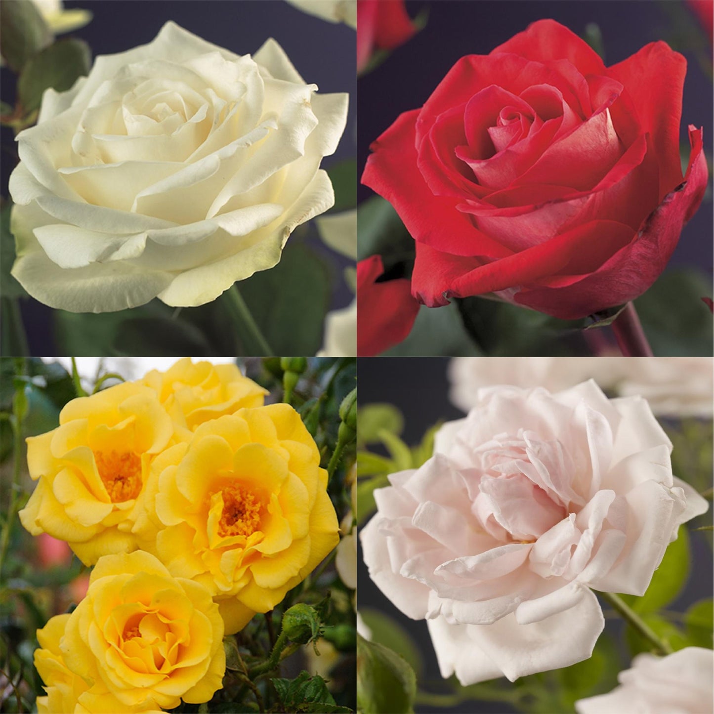 Kletterrose – Rosa Rainbow – Blumen Rosa-Weiß-Gelb-Rot – 4 Pflanzen – Wenig Pflege – 11cm – Höhe ca. 40cm