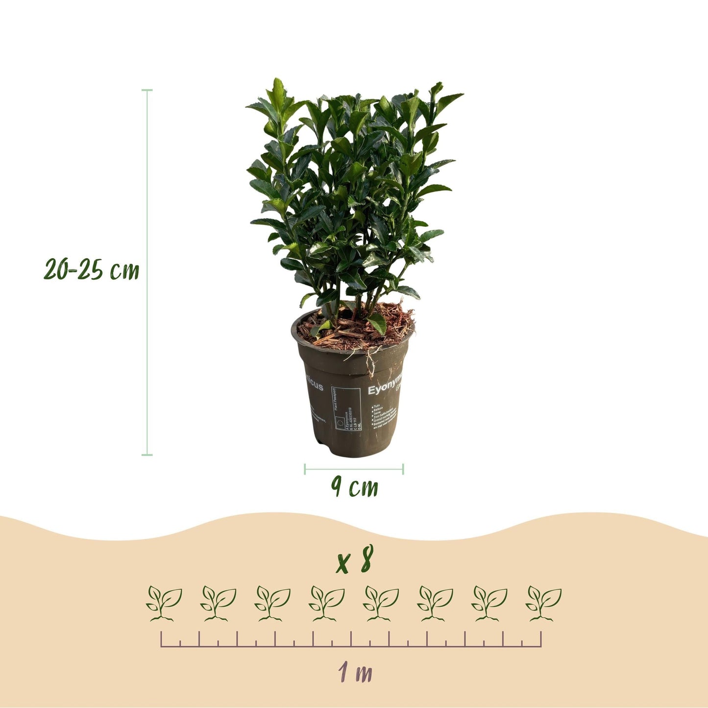 Immergrüner Japanischer Spindelstrauch – Euonymus japonicus 'Green Spire' – 8 Pflanzen für 1 Meter Hecke – Heckenpflanze 9cm – Höhe 20–25cm – Winterhart & Pflegeleicht